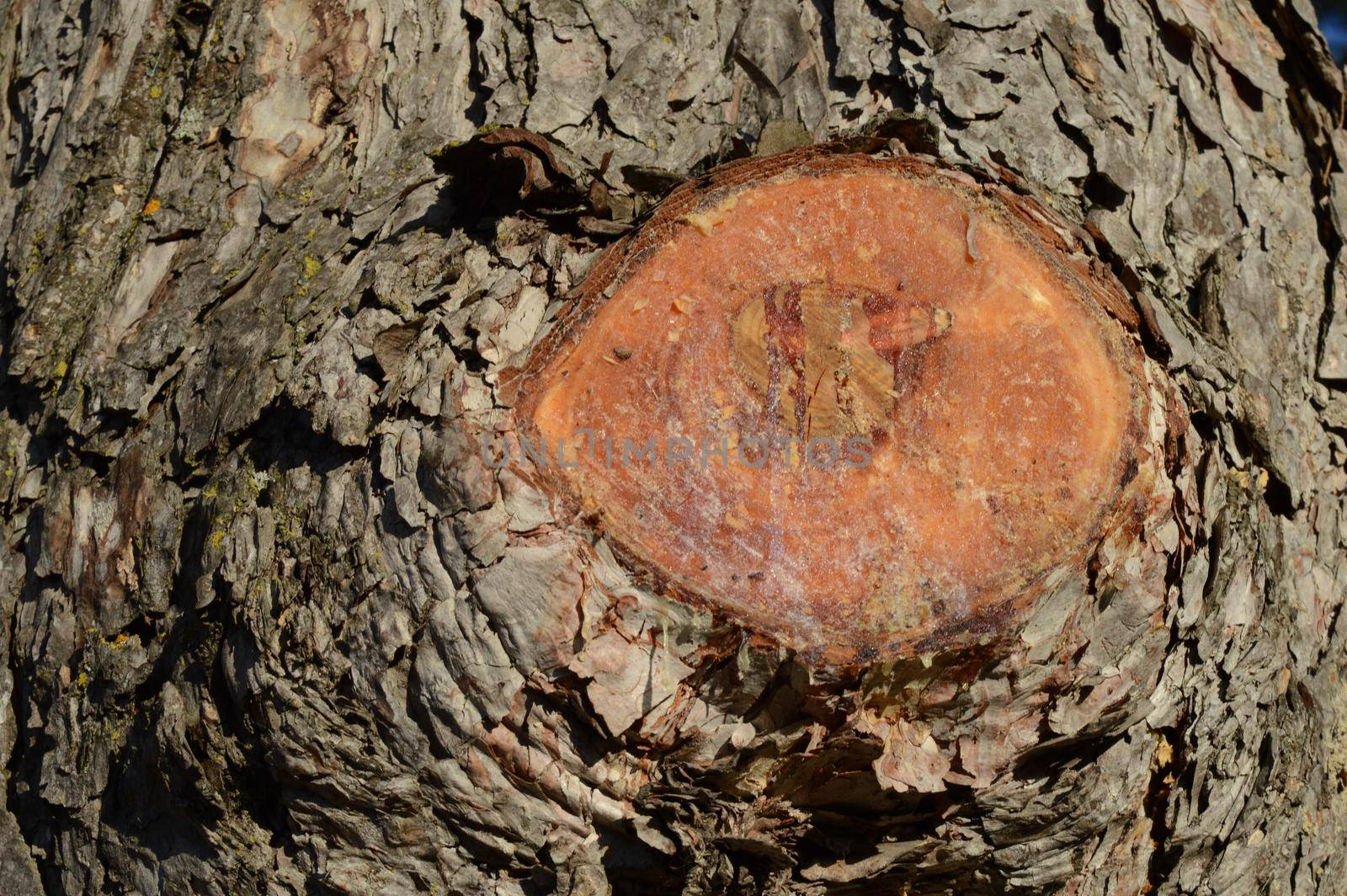 A closeup of a cut tree branch where pine resin is being secreted from the area.