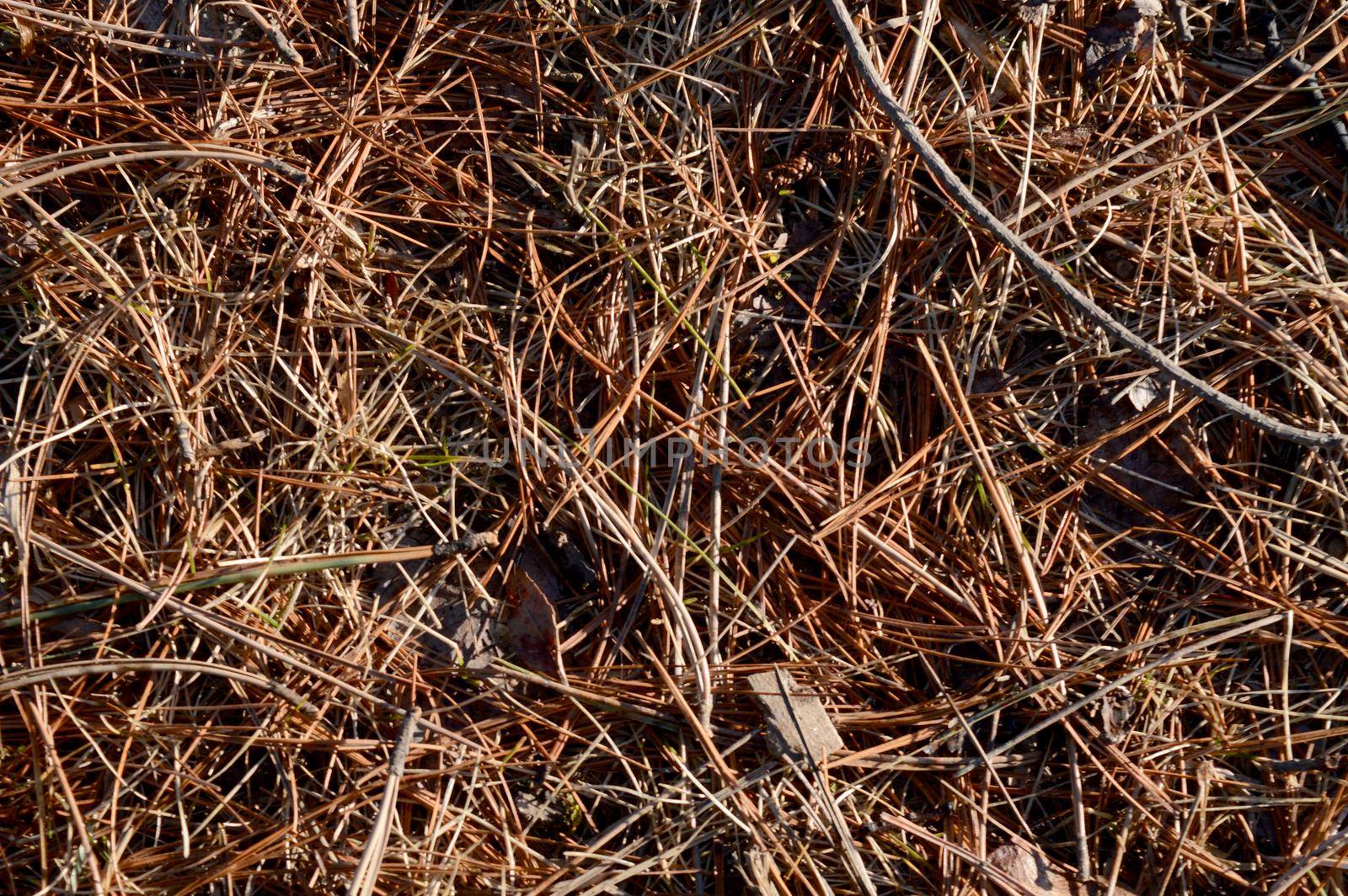 A macro shot of fallen pine needles on the ground below the trees.