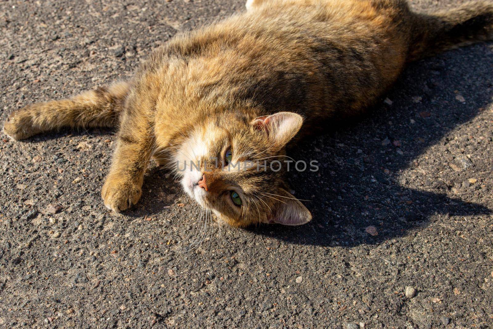 homeless cat basking in the spring sun lying on the pavement