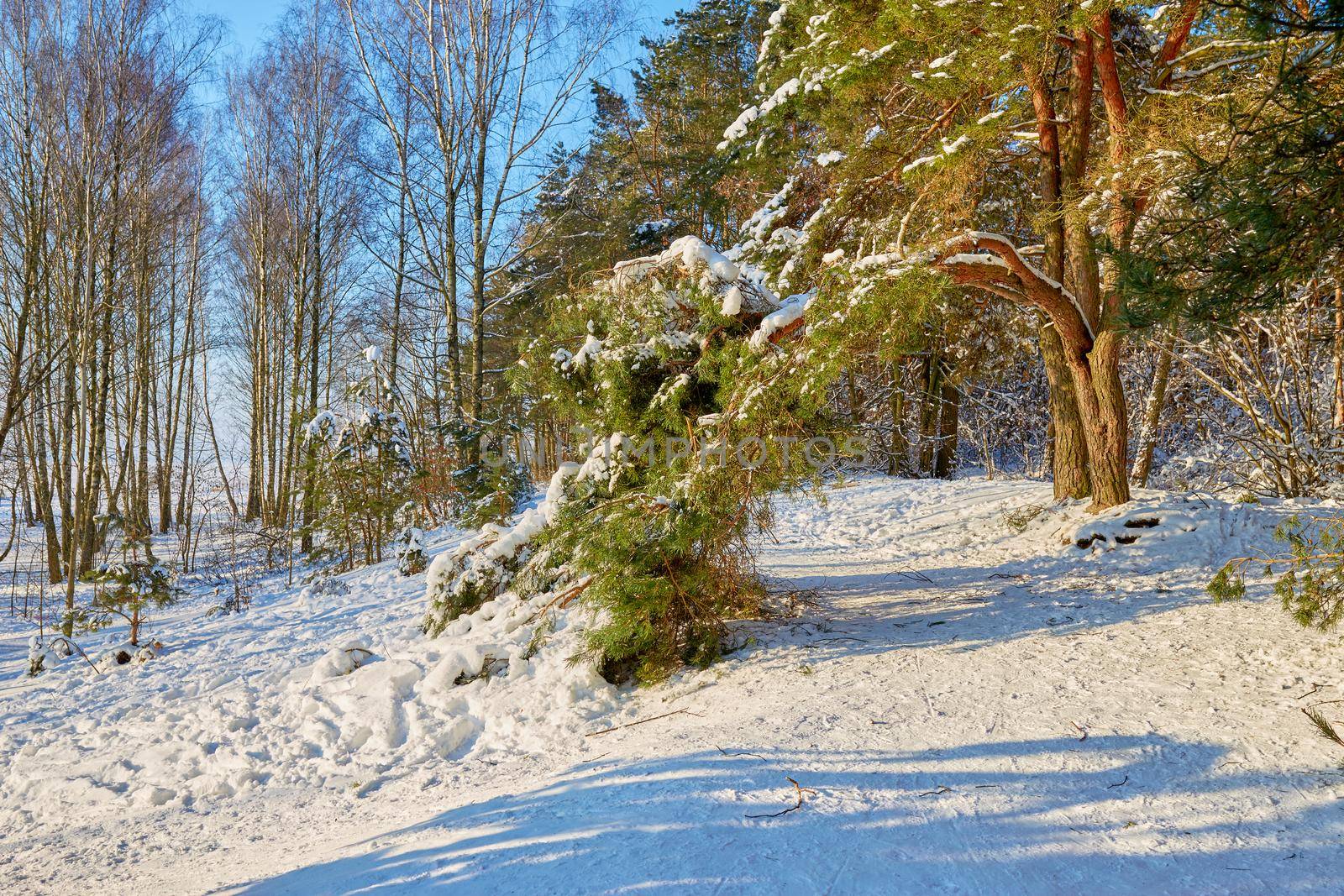 Broken pine branch under the weight of snow on a bright sunny day