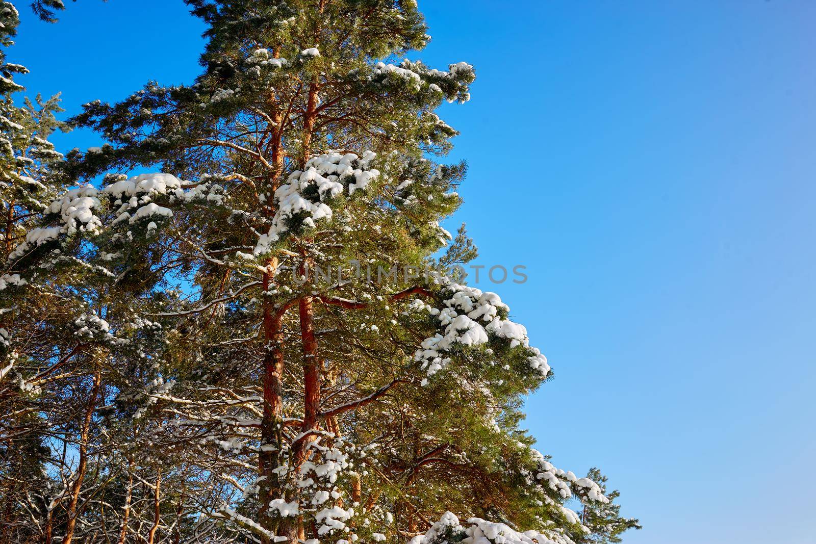 tops of pine trees in the snow on a bright sunny day