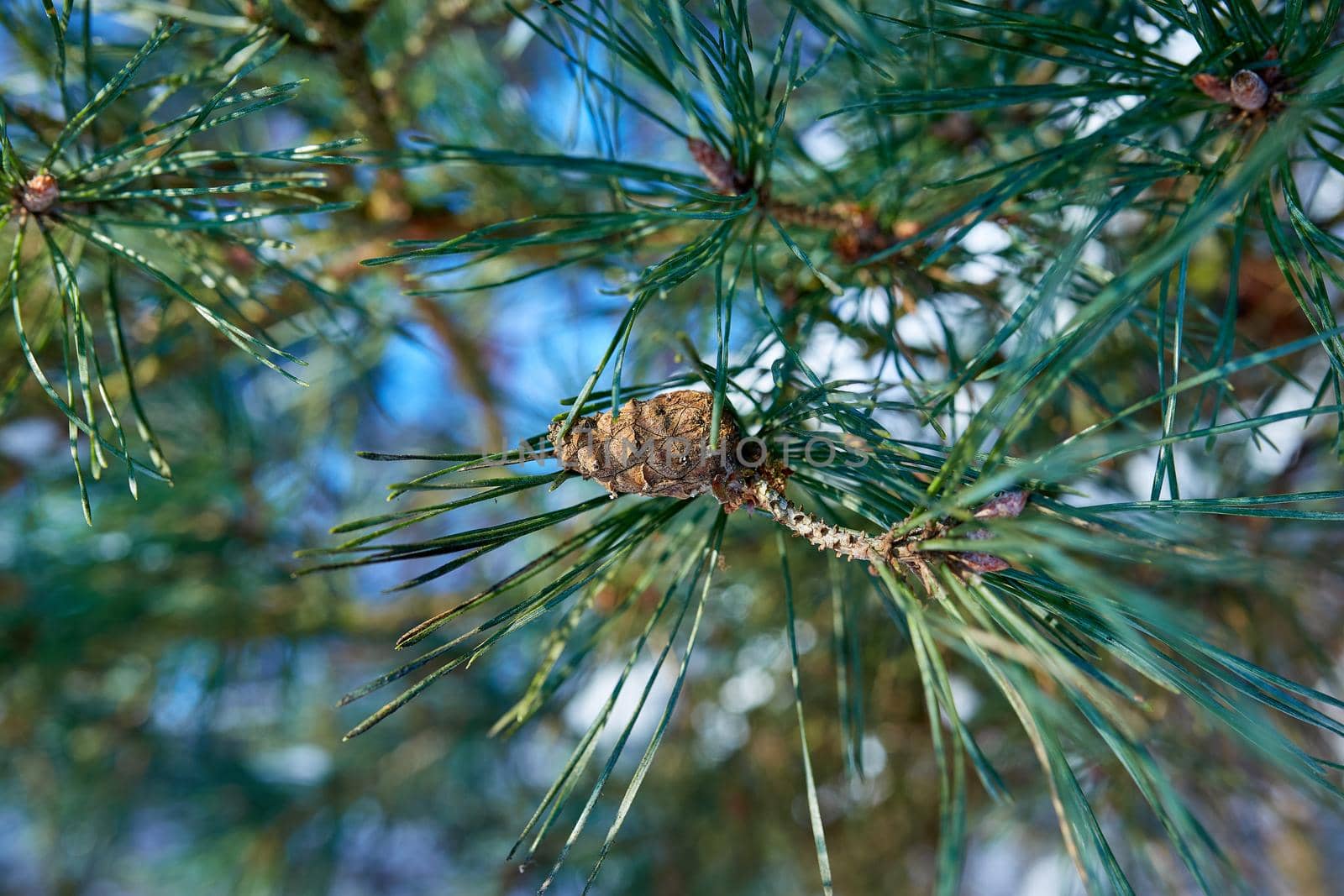 Pine tree branch with needles and cone on a freezing winter day. Selective focus