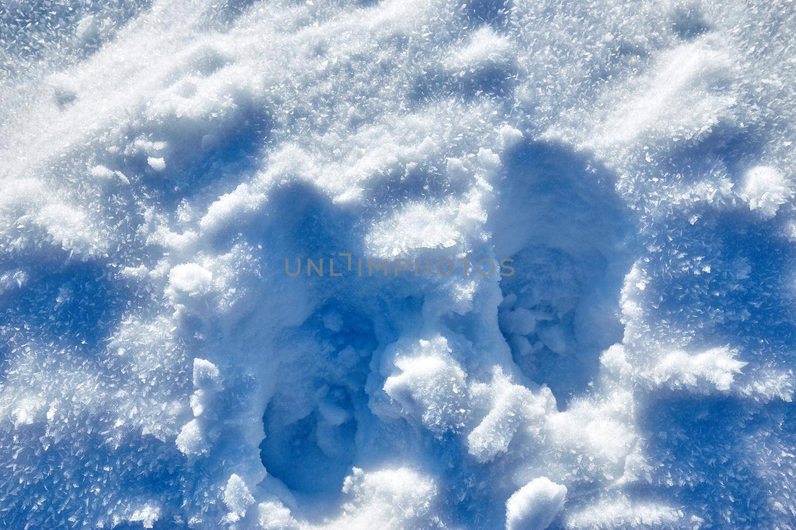 animal footprints in the snow close up