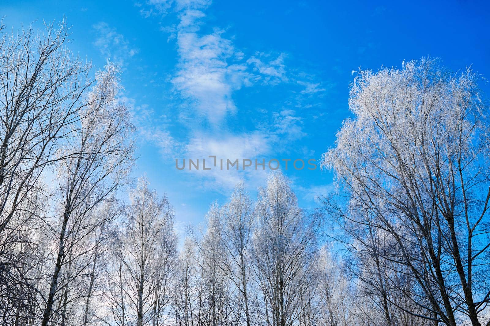 The crowns of birch trees are covered with frost in the winter against the blue sky. You can see the blue sky through the tops of the trees.