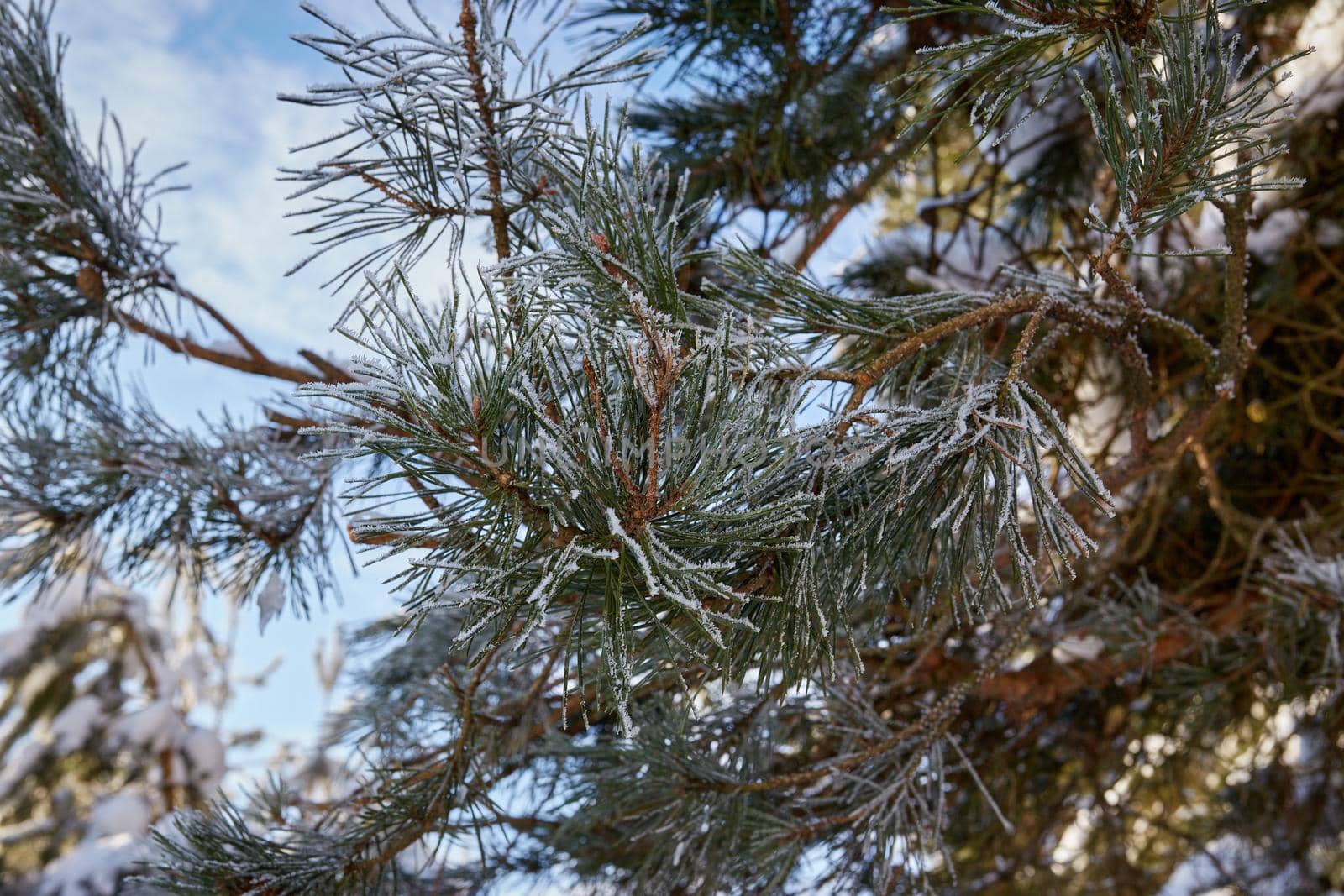 Pine branch covered with frost. Selective focus