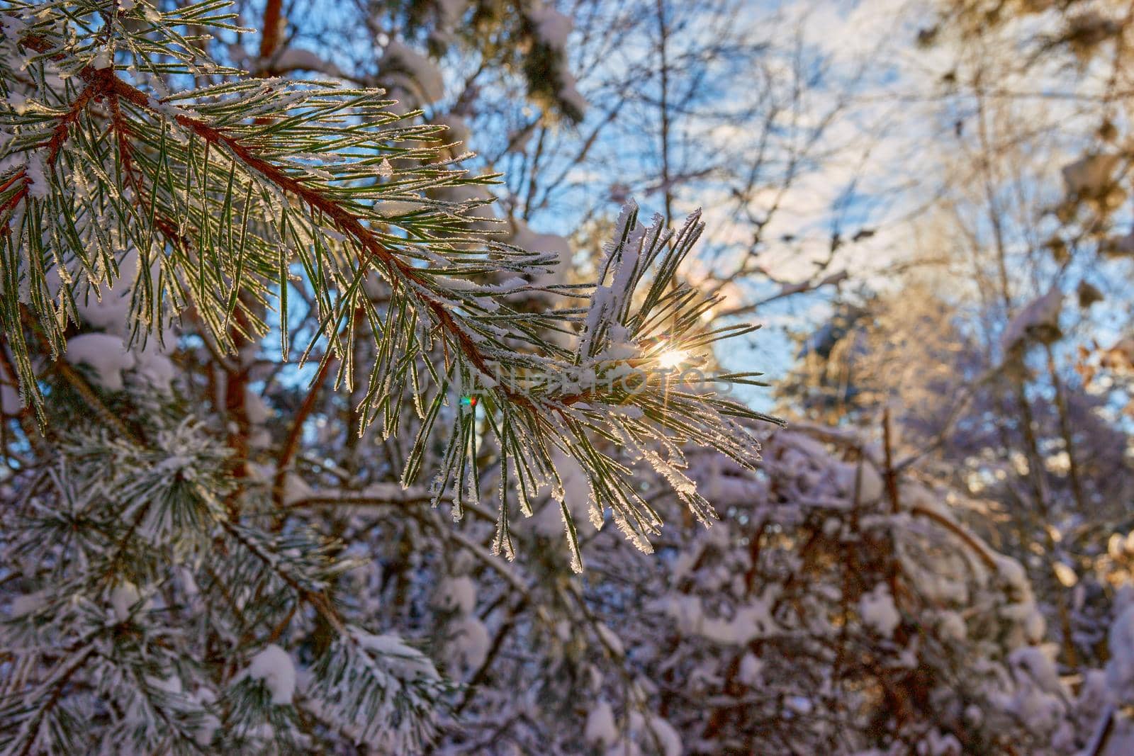 Pine branch covered with frost and snow in the sun. Selective focus