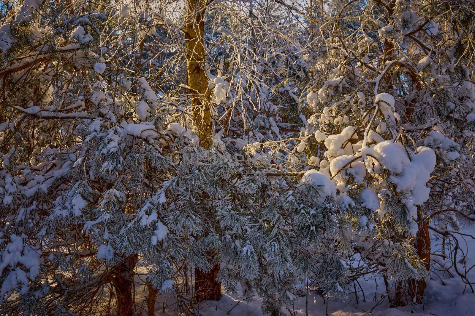 Frozen tree branches and bushes covered in snow and frost on a winter Christmas morning