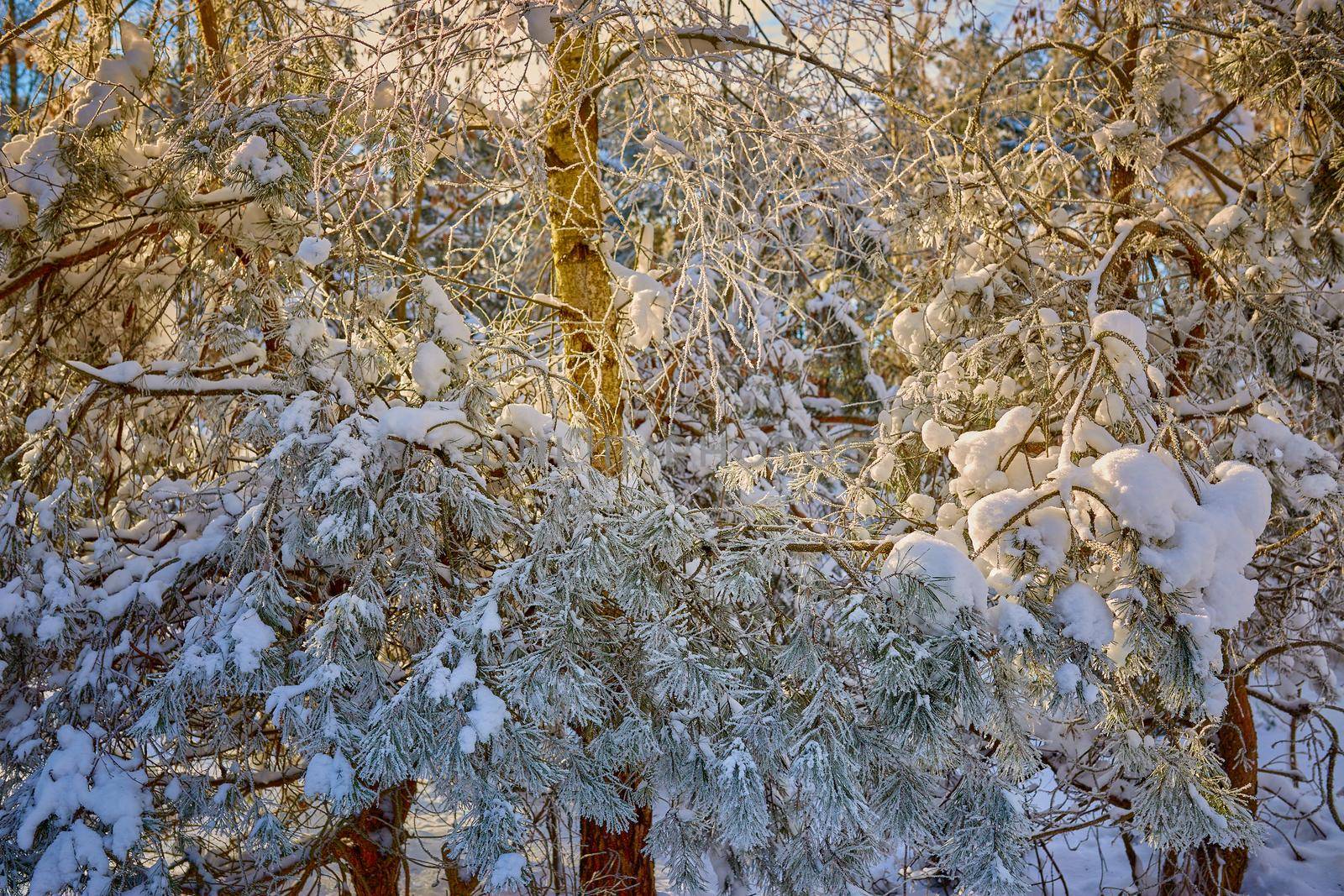 Frozen tree branches and bushes covered in snow and frost on a winter Christmas morning. Selective focus