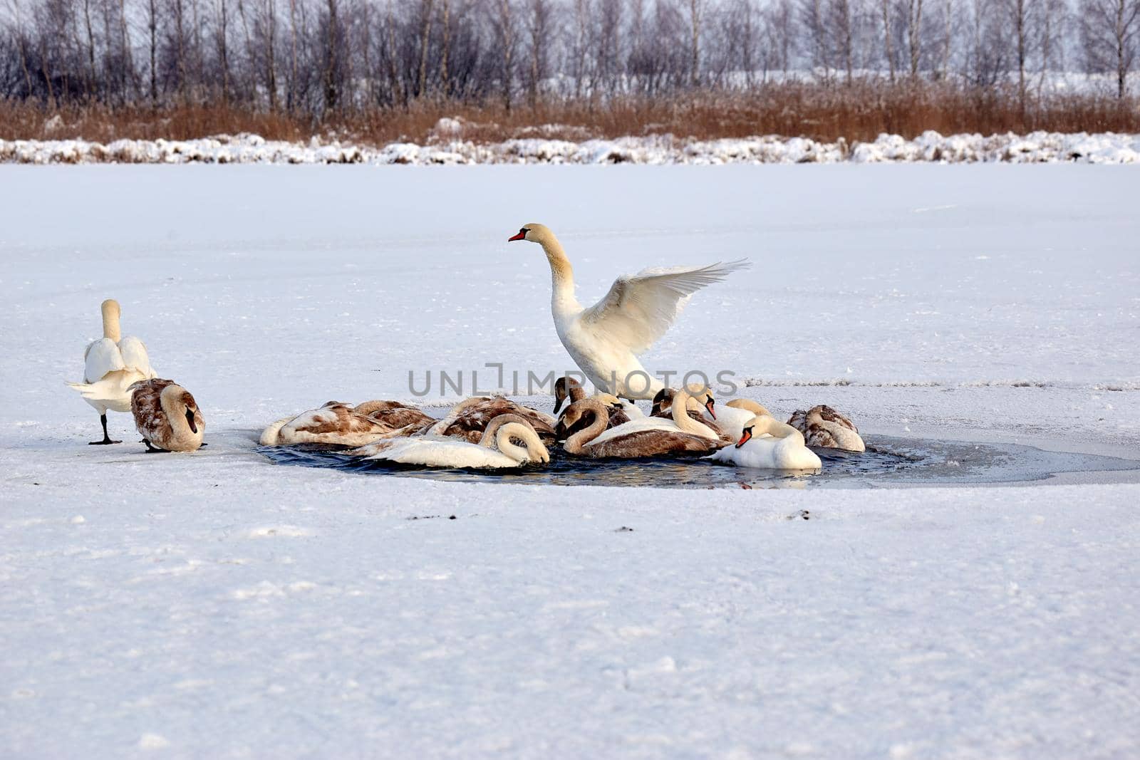 A flock of swans freezes from cold on a winter ice lake. Selective focus