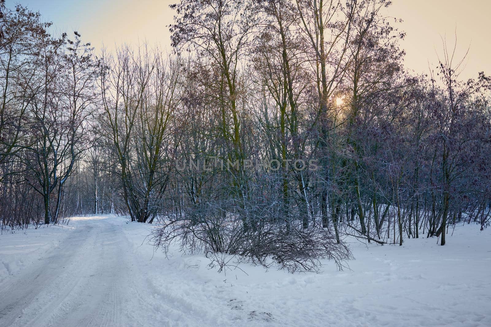 Narrow snowy forest road on a sunny winter day
