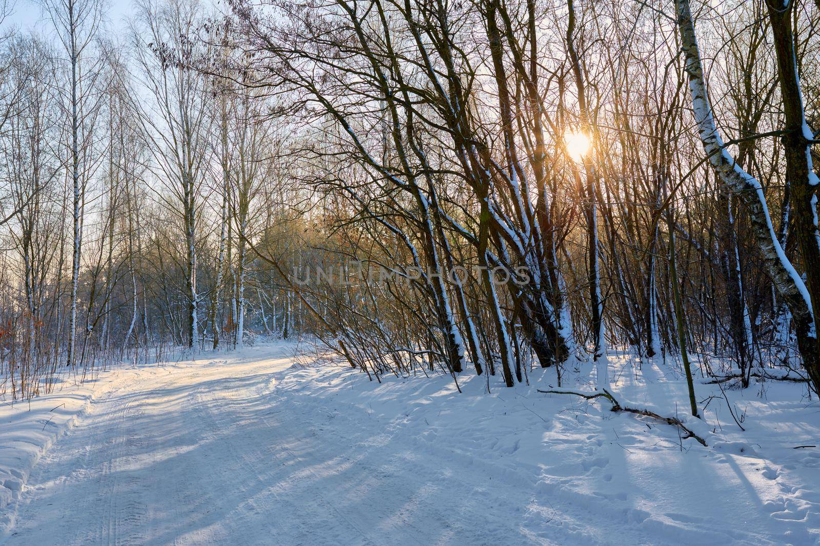 Narrow snowy forest road on a sunny winter day