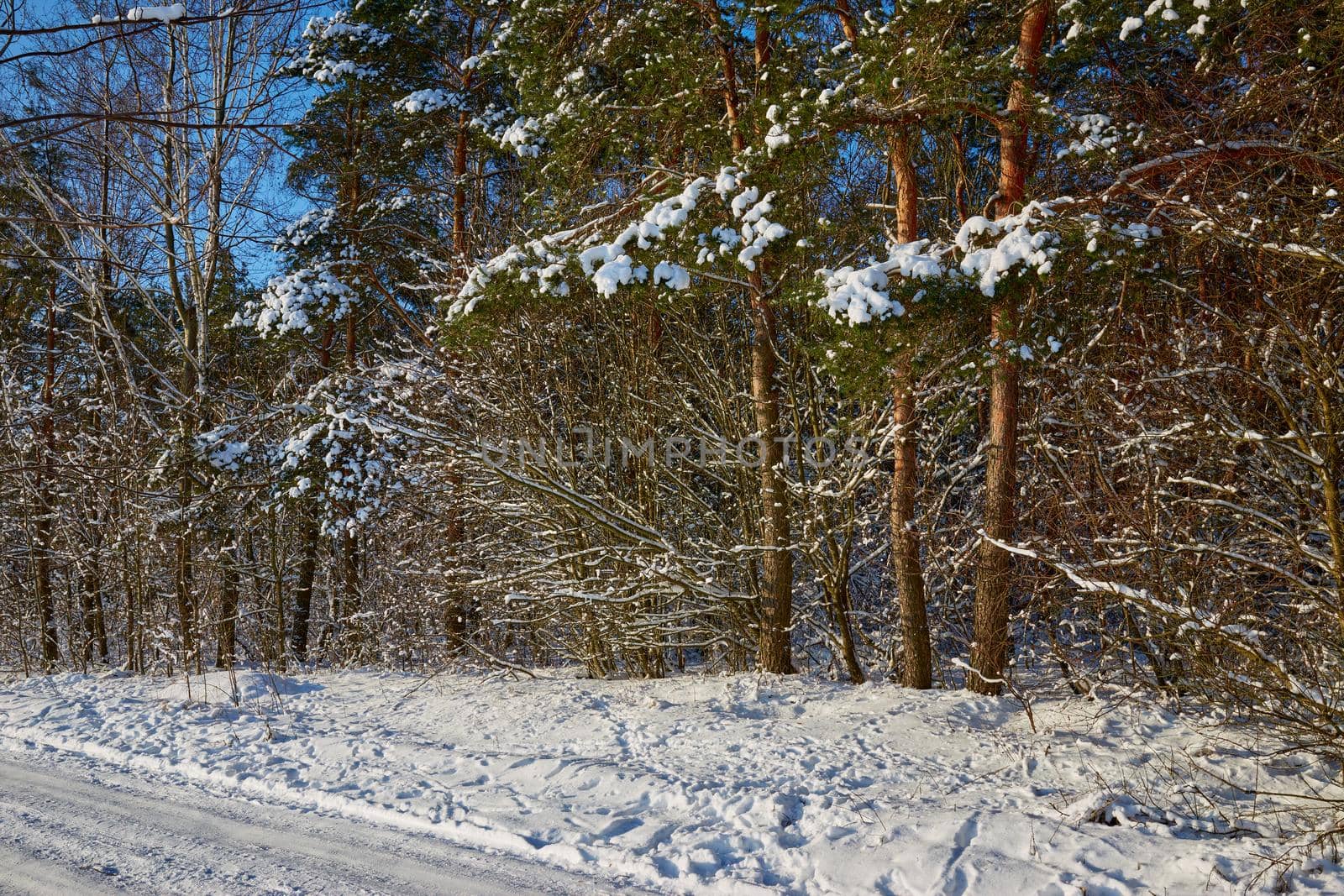 The edge of the forest on a bright winter day. Pine trees at the edge of a snowy field.