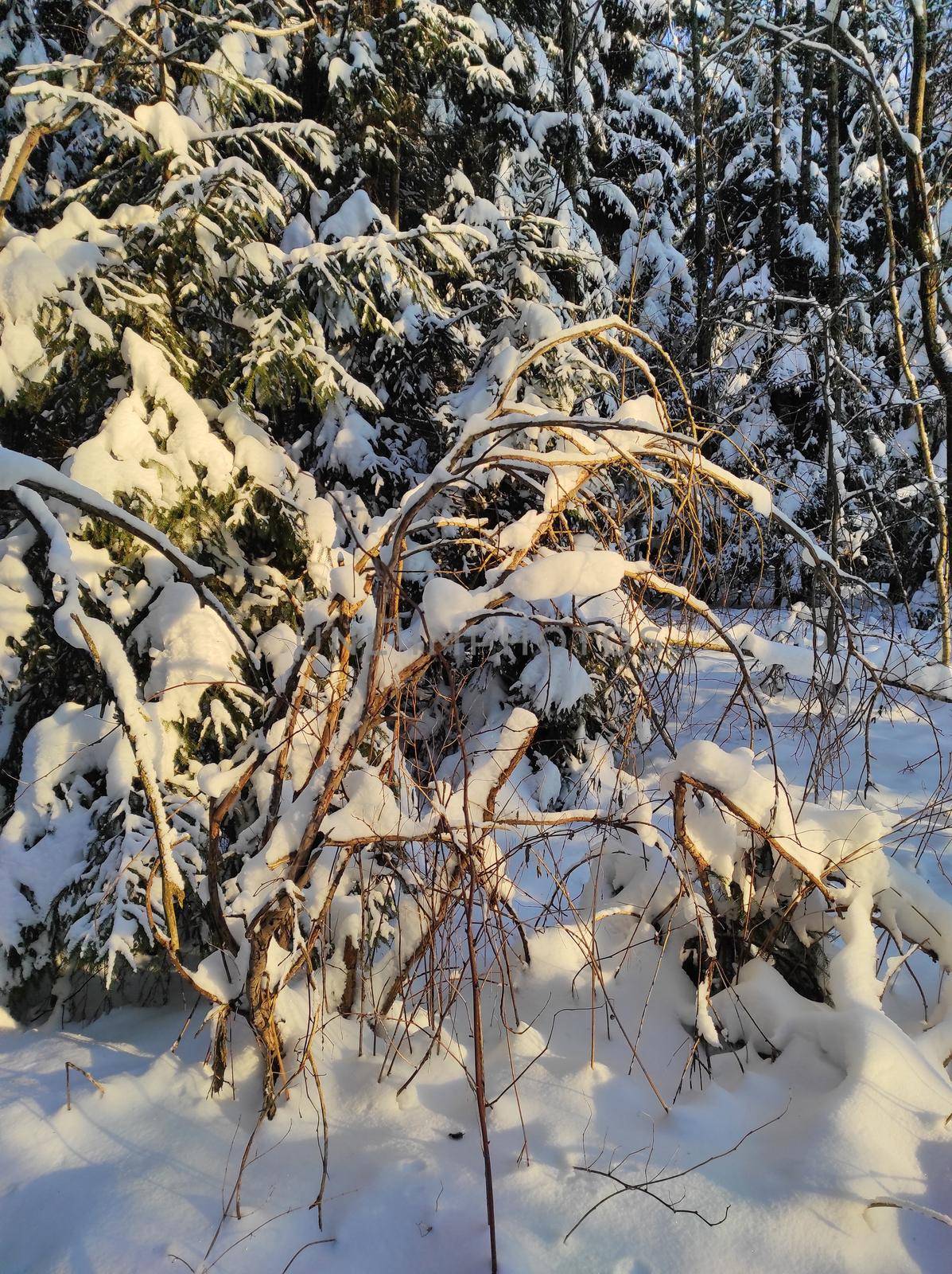 Frozen tree branches and bushes covered in snow