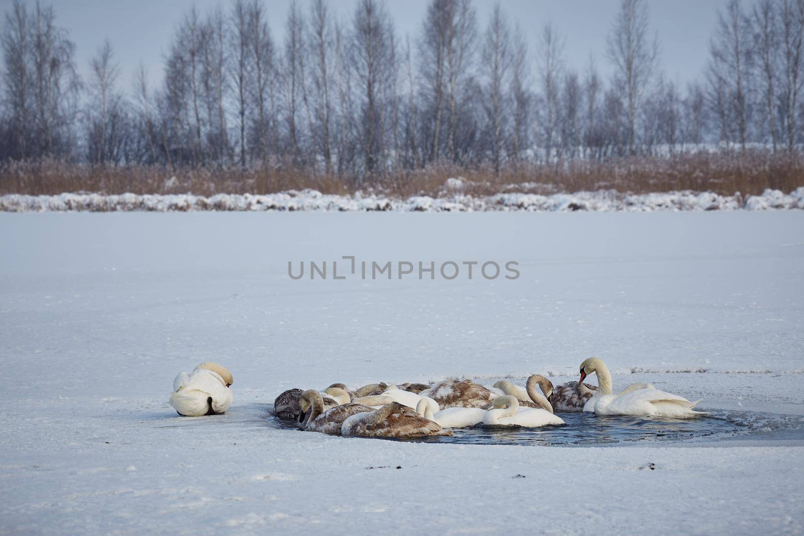 A flock of swans freezes from cold on a winter ice lake