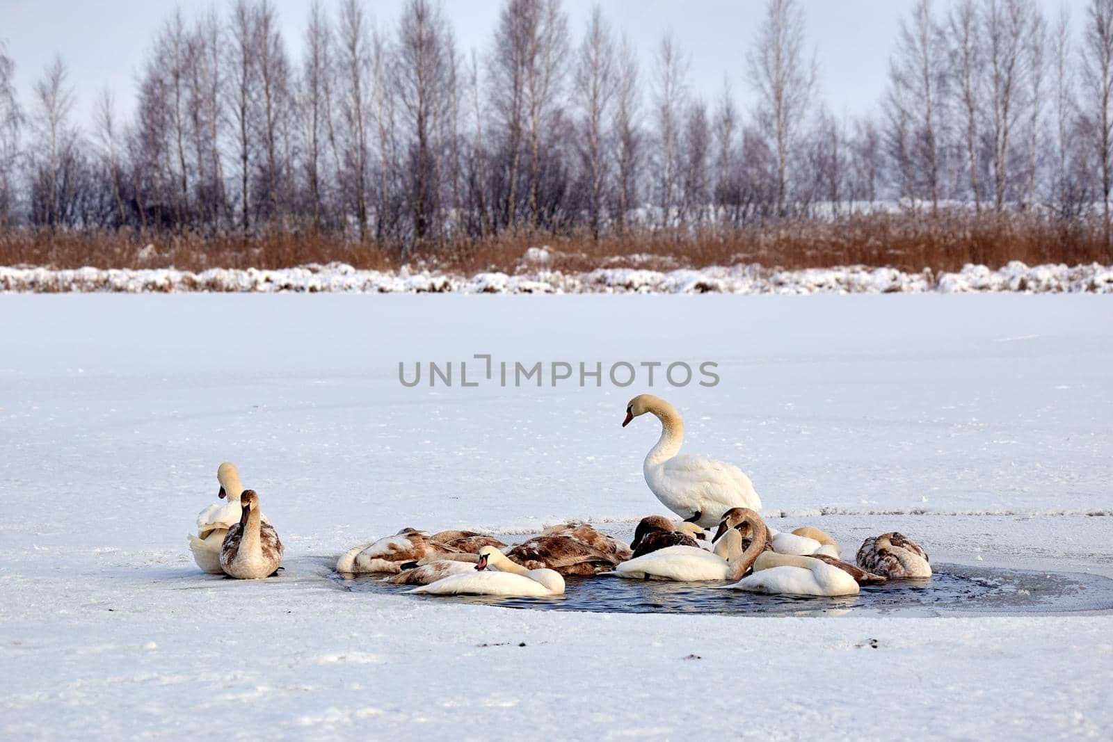 A flock of swans freezes from cold on a winter ice lake. snow texture on the bumper of the car. Selective focus