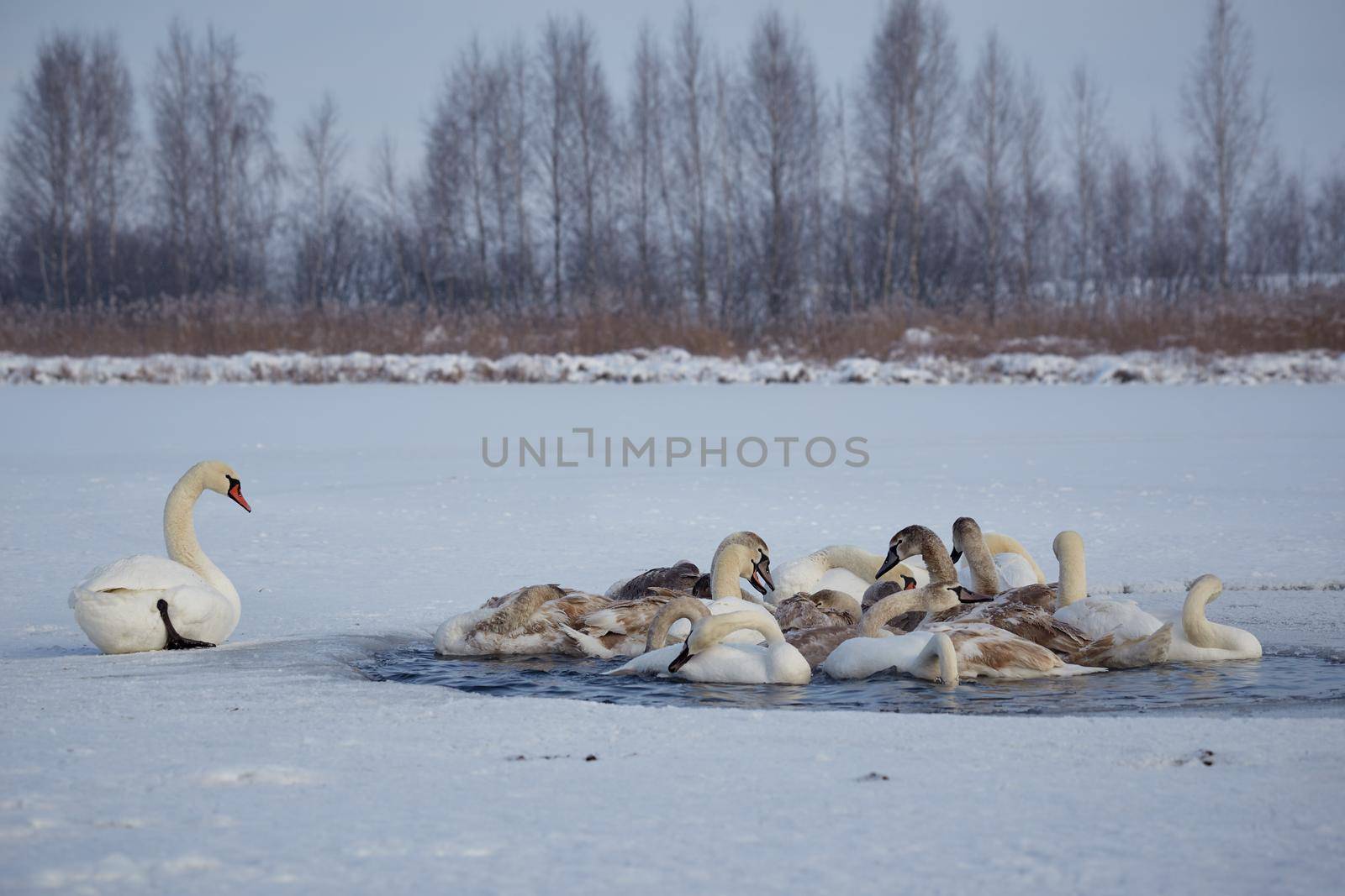 A flock of swans freezes from cold on a winter ice lake
