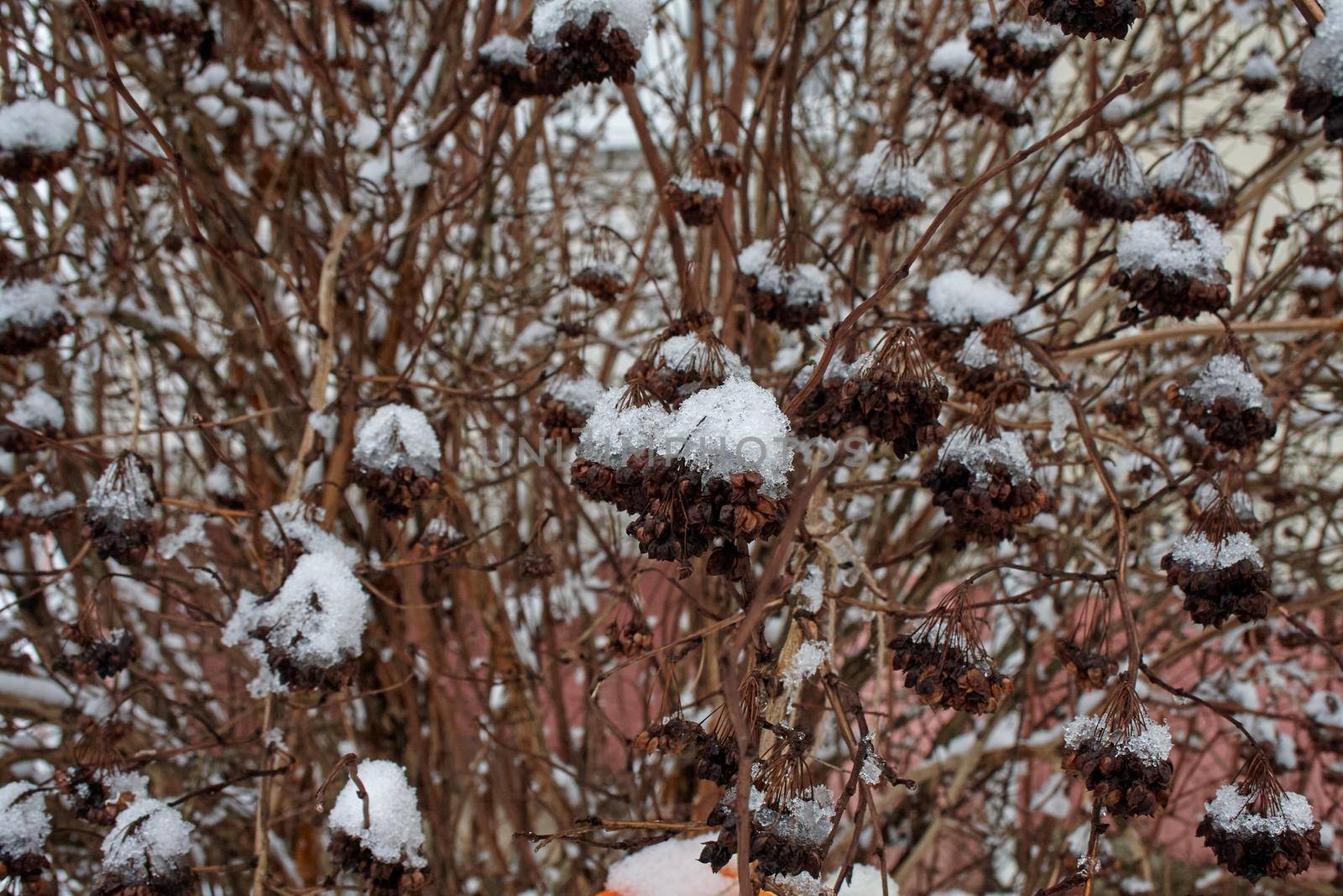 Snow-covered bush branches in the park, close-up. Snow is melting