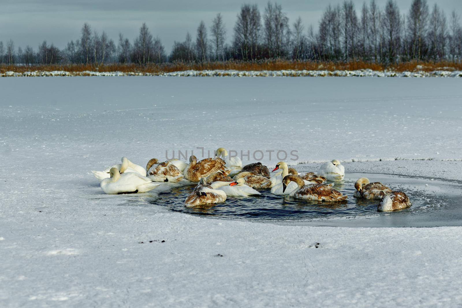 A flock of swans freezes from cold on a winter ice lake