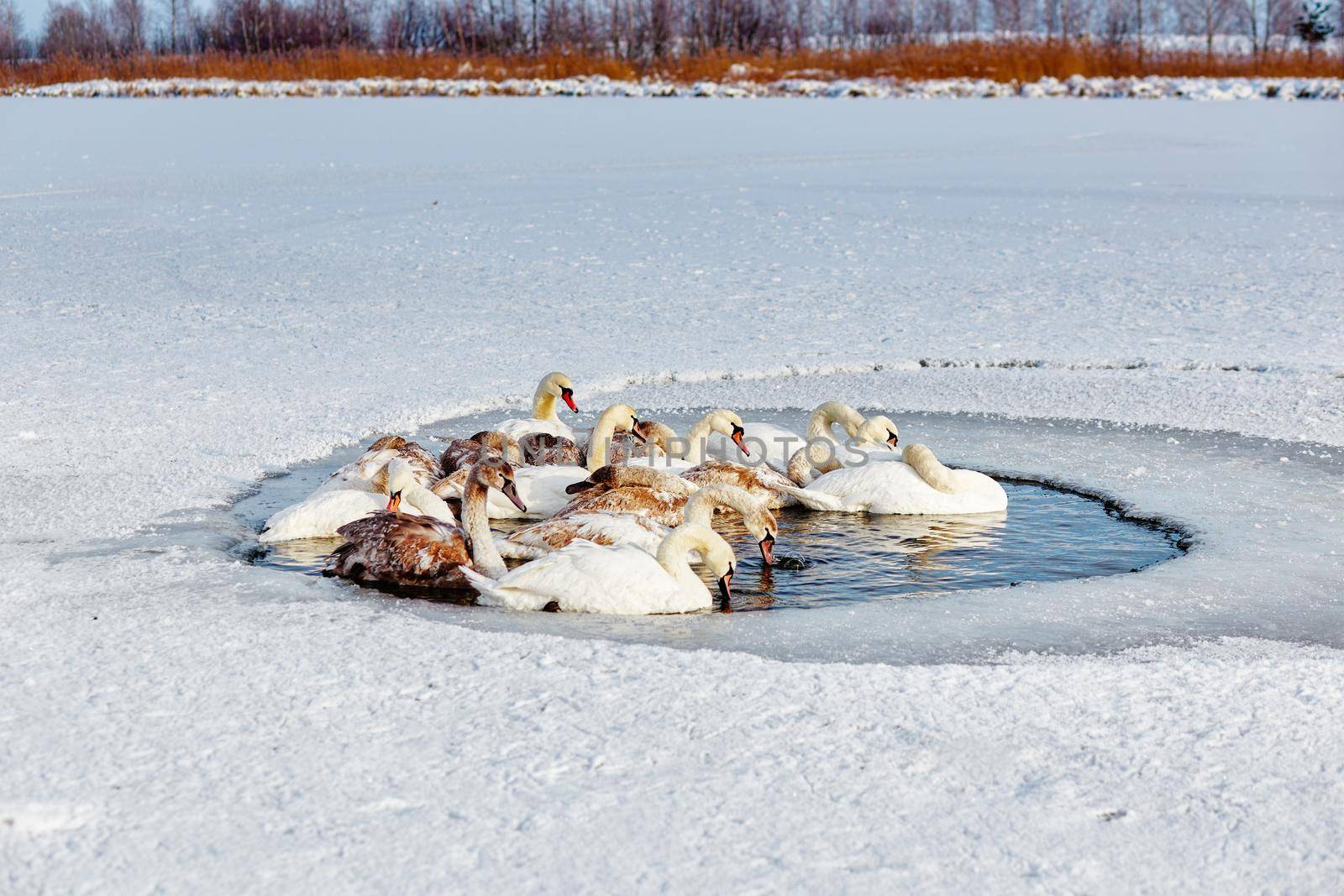 A flock of swans freezes from cold on a winter ice lake. Selective focus