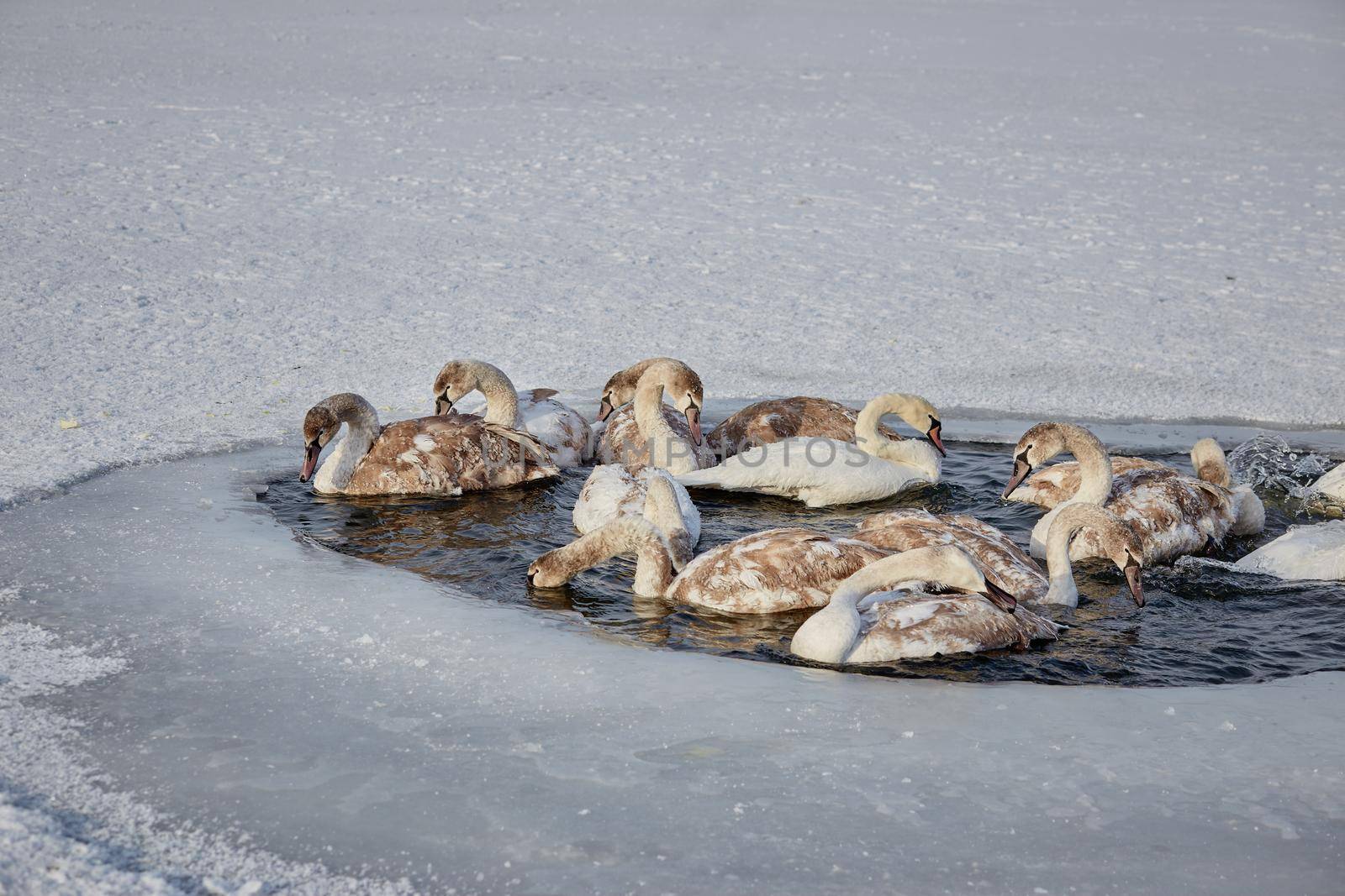 Freezing young swans in the ice of an icy lake by AliaksandrFilimonau