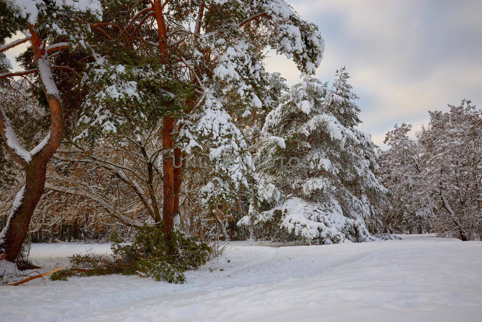 A large pine branch broken under the weight of snow in the city park