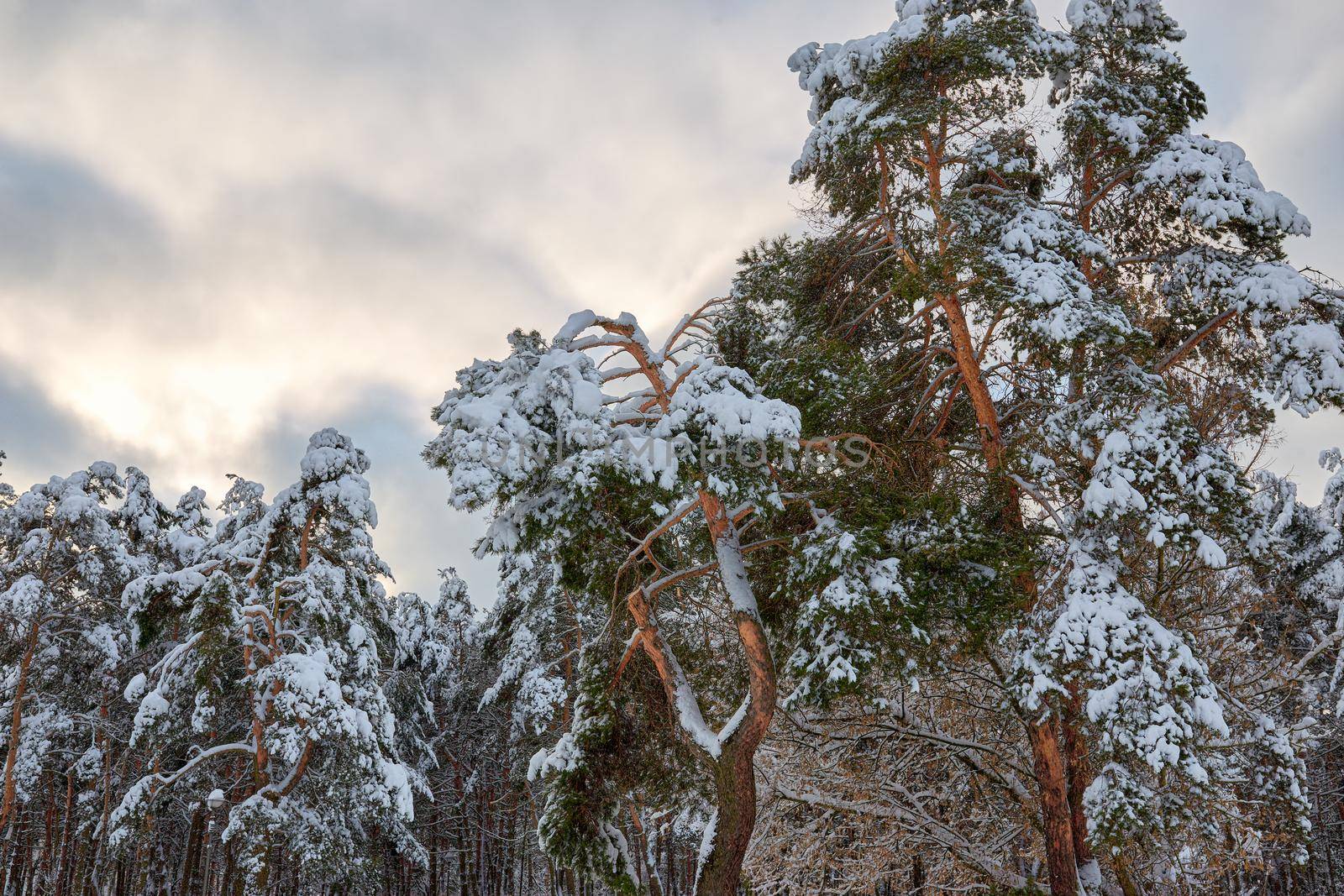 A large pine branch broken under the weight of snow in the city park