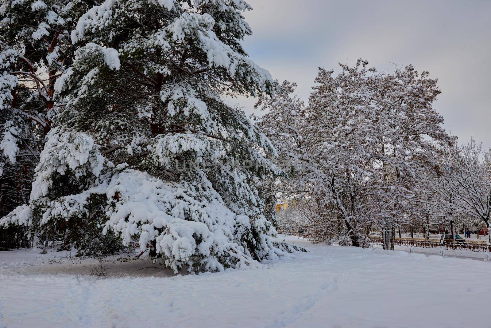 Soft, calm weather with a lot of precipitation in the form of snow in the city. A lot of snow on the pine branches.