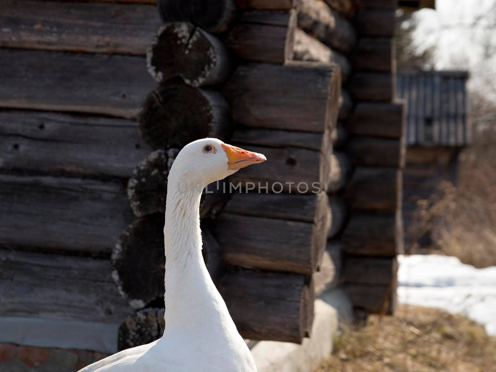 White goose with red beak stands next to old wooden building.