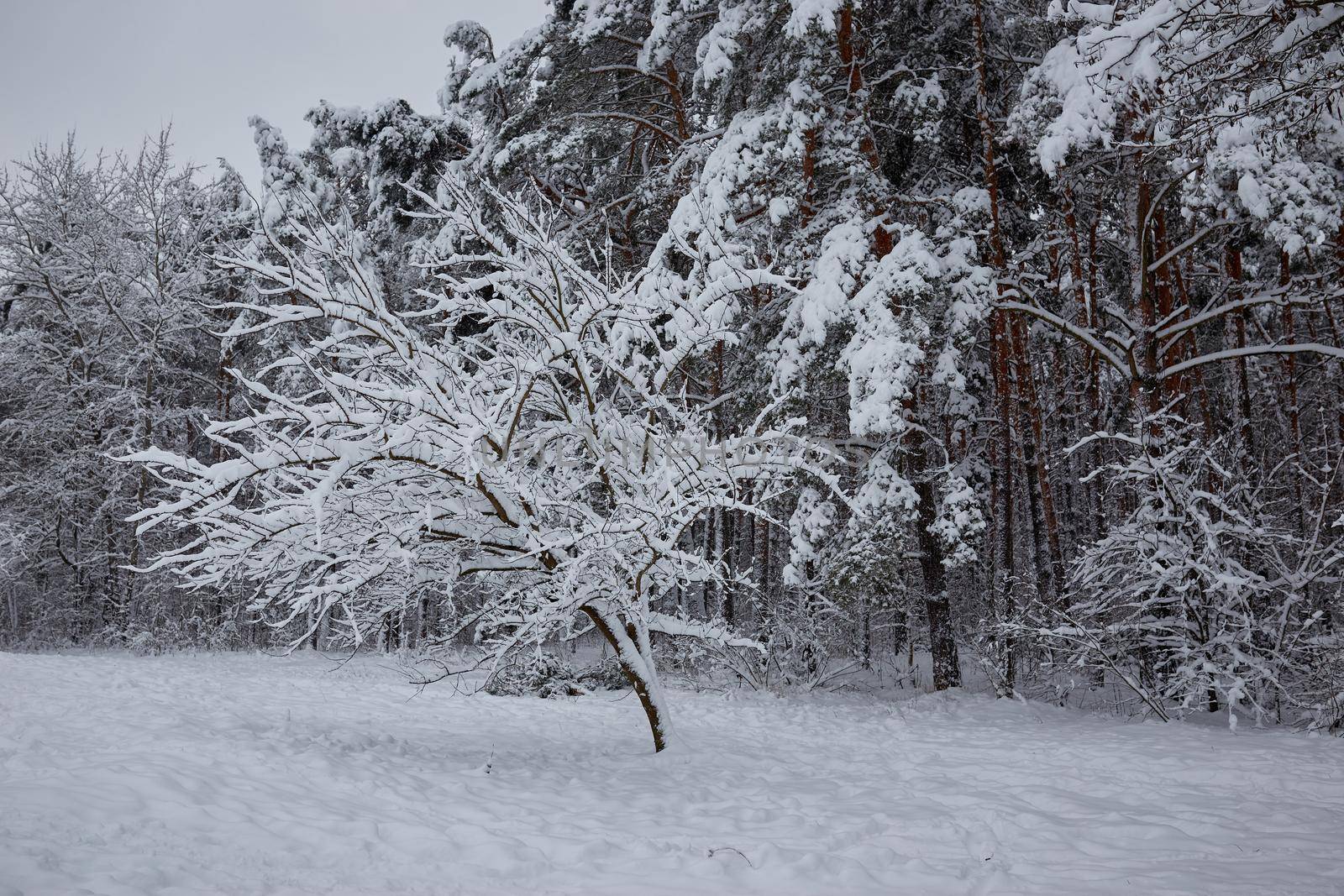 A lot of snow on the pine branches. Soft, calm weather with a lot of precipitation in the form of snow.