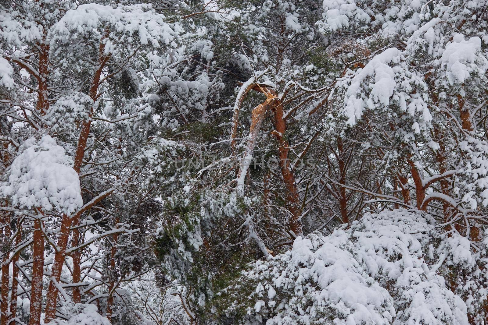 A large pine branch broken under the weight of snow