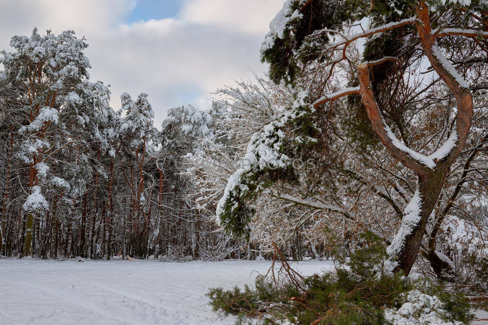 A large pine branch broken under the weight of snow in the city park