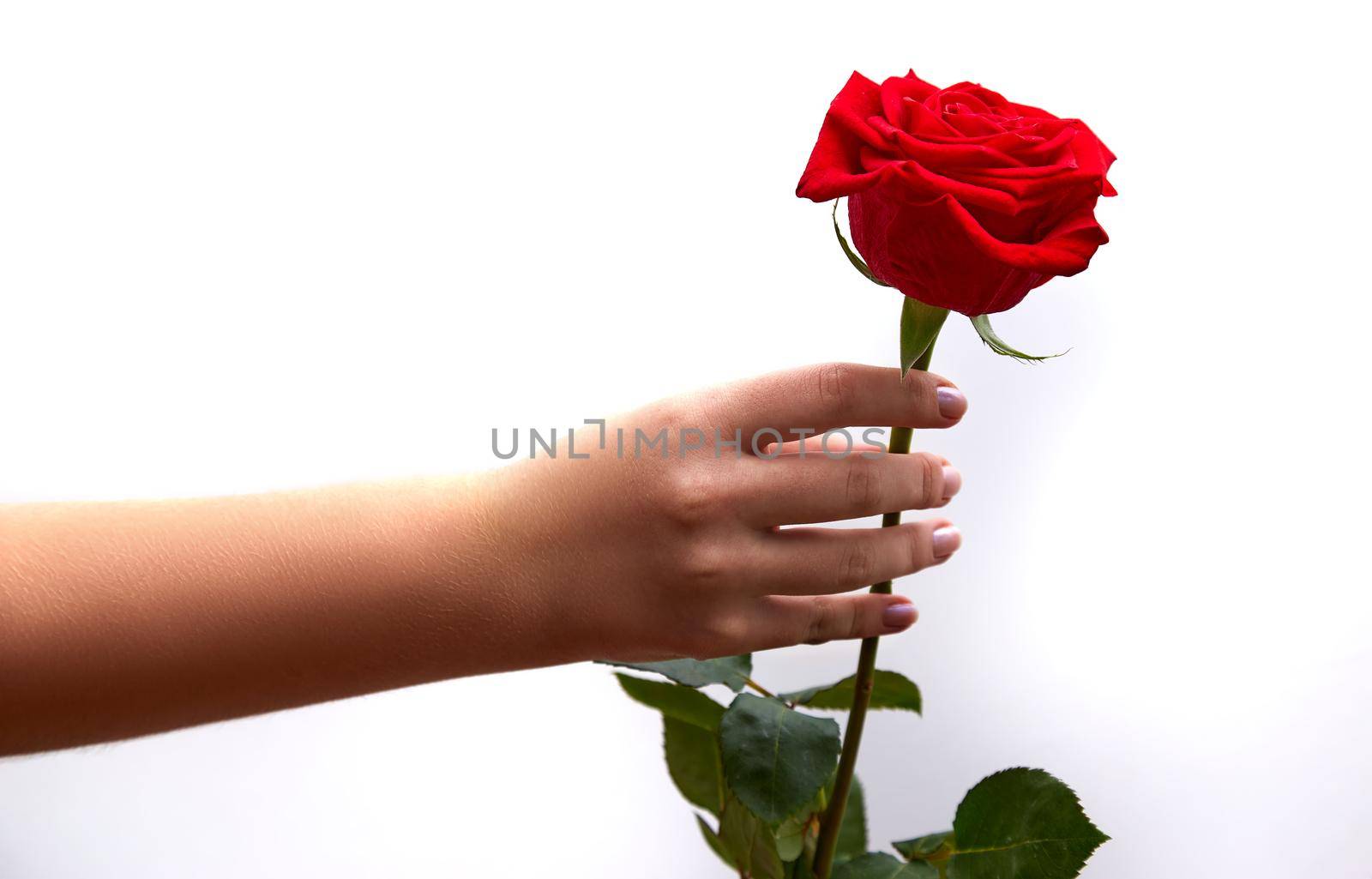 Woman hand holds a red rose up. White background. Soft selective focus