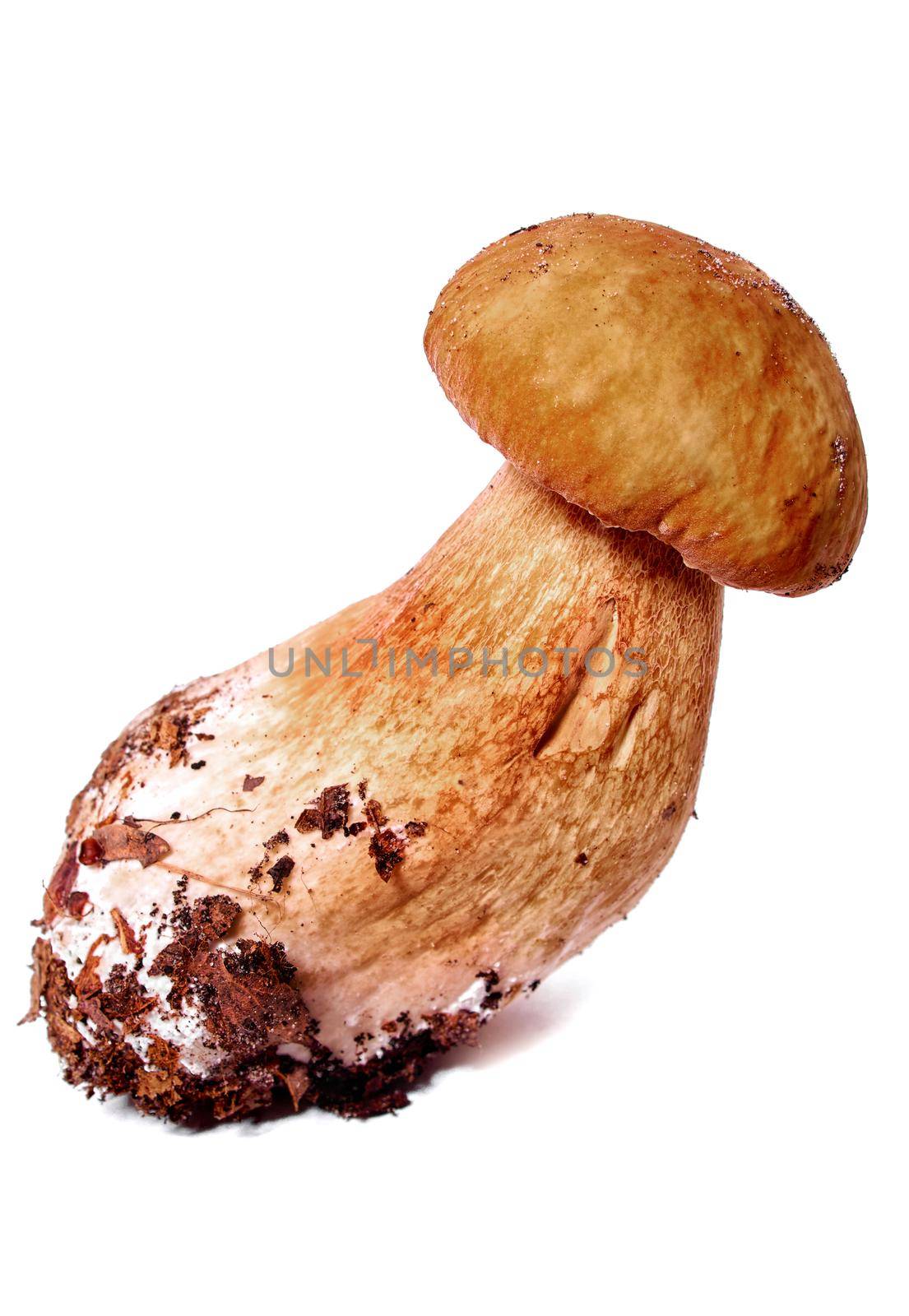 Porcini or Boletus Edulis mushroom on white background. Studio isolation.