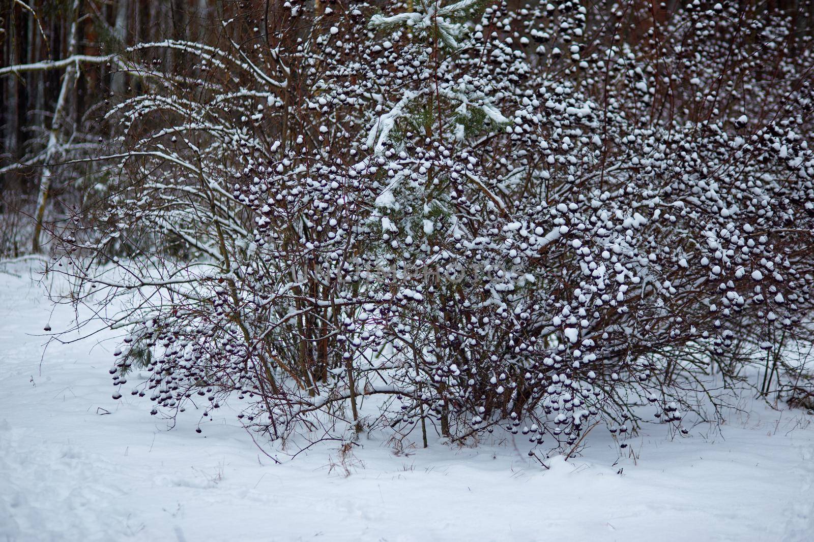 The first snow on the branches of the bush