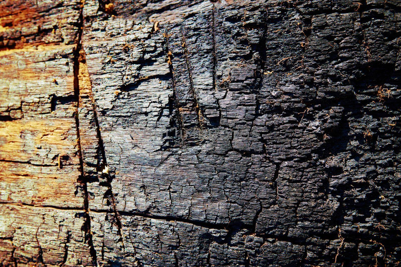 Old Wooden Charred Oak Trunk Textured Pattern