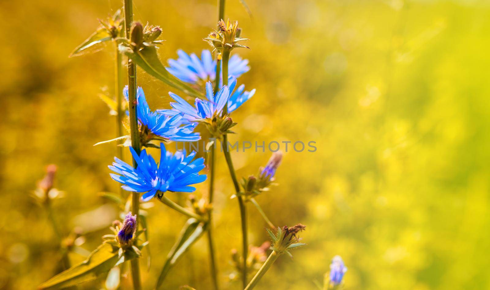 Blue flowers of chicory on the background of the summer landscape in defocus. Soft selective focus