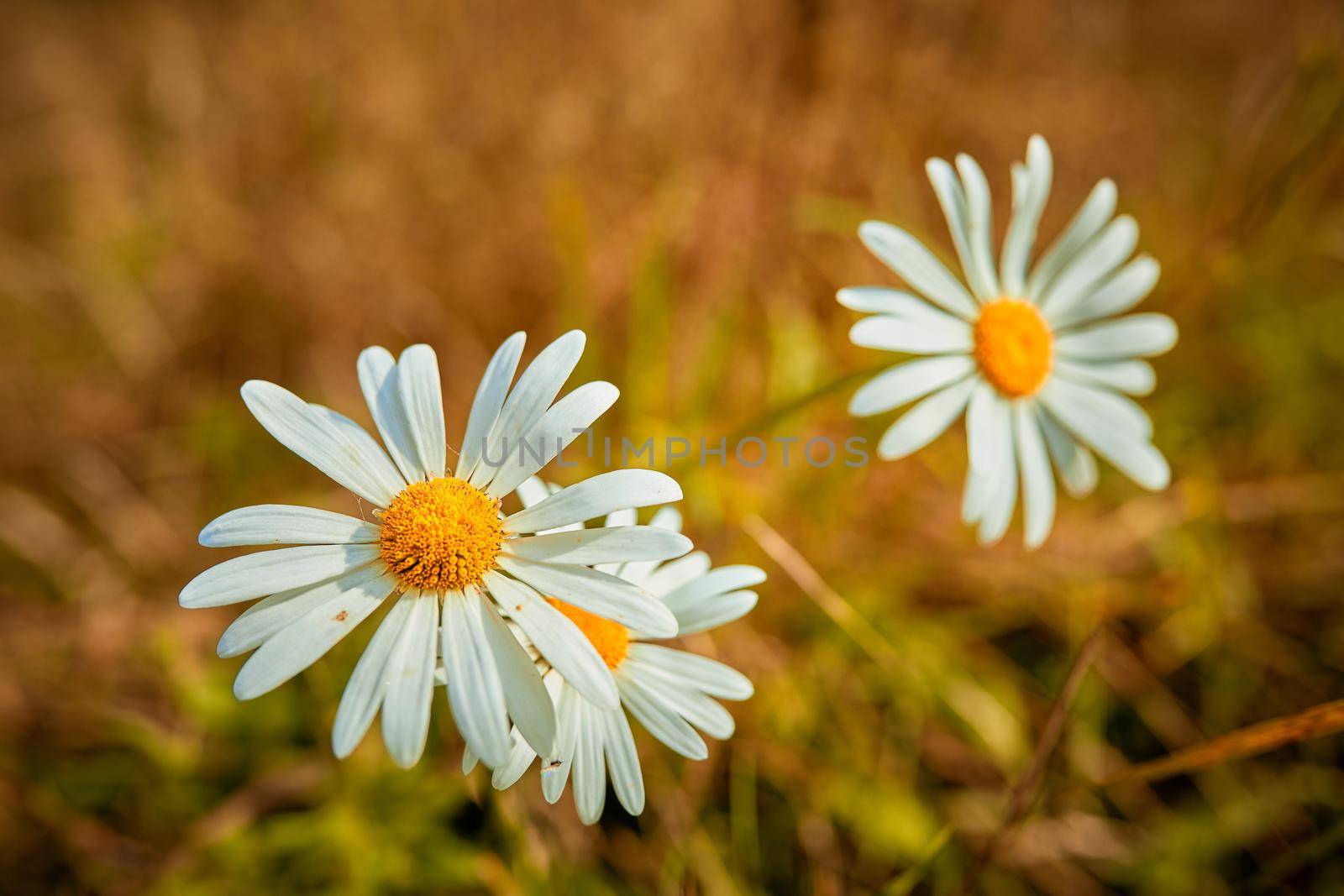 White summer daisies in the meadow on a summer day in defocus. Soft selective focus