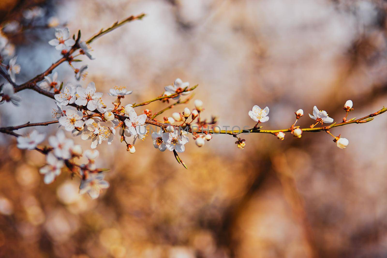 Spring blossoming cherry plum branch.Abstract blurred background.