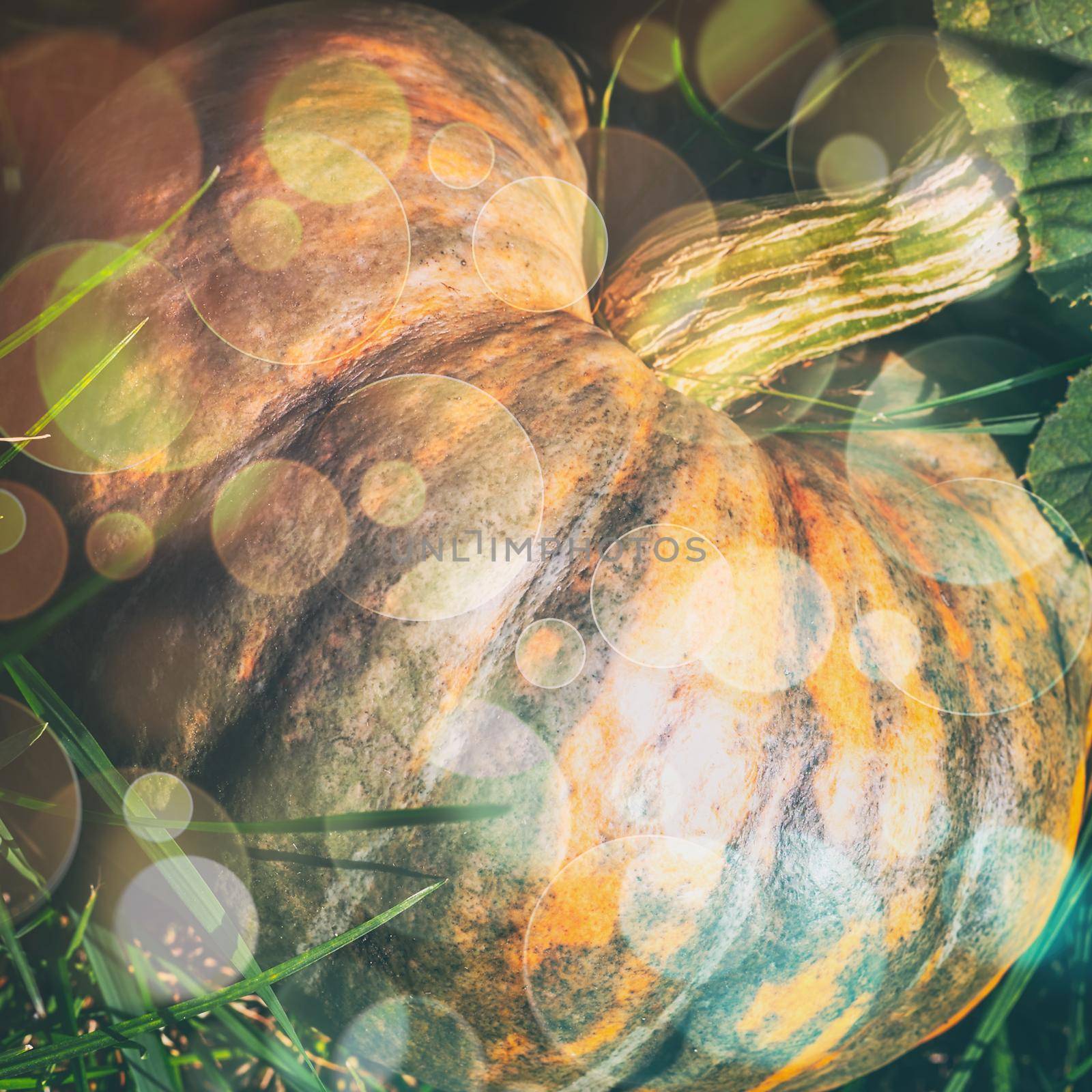 Abstract image of a large ripe orange pumpkin with a light bokeh effect.