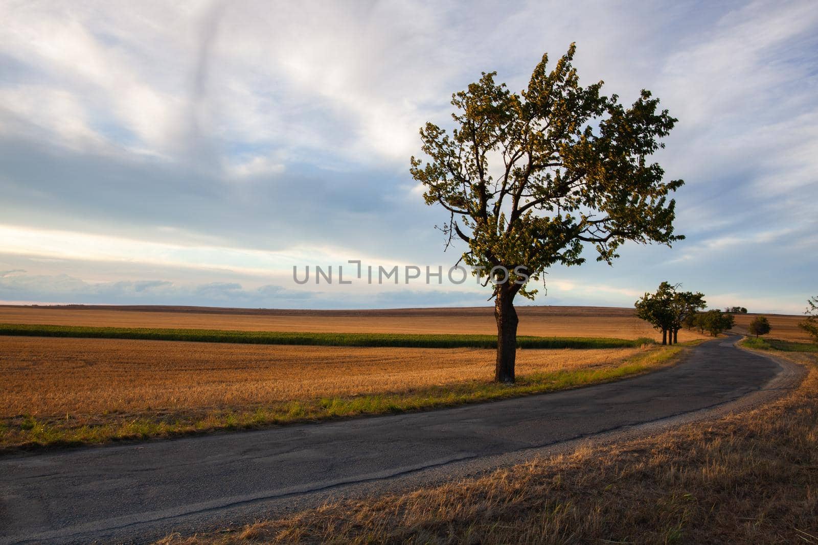 On the road between empty field after harvesting in summer evening. by CaptureLight