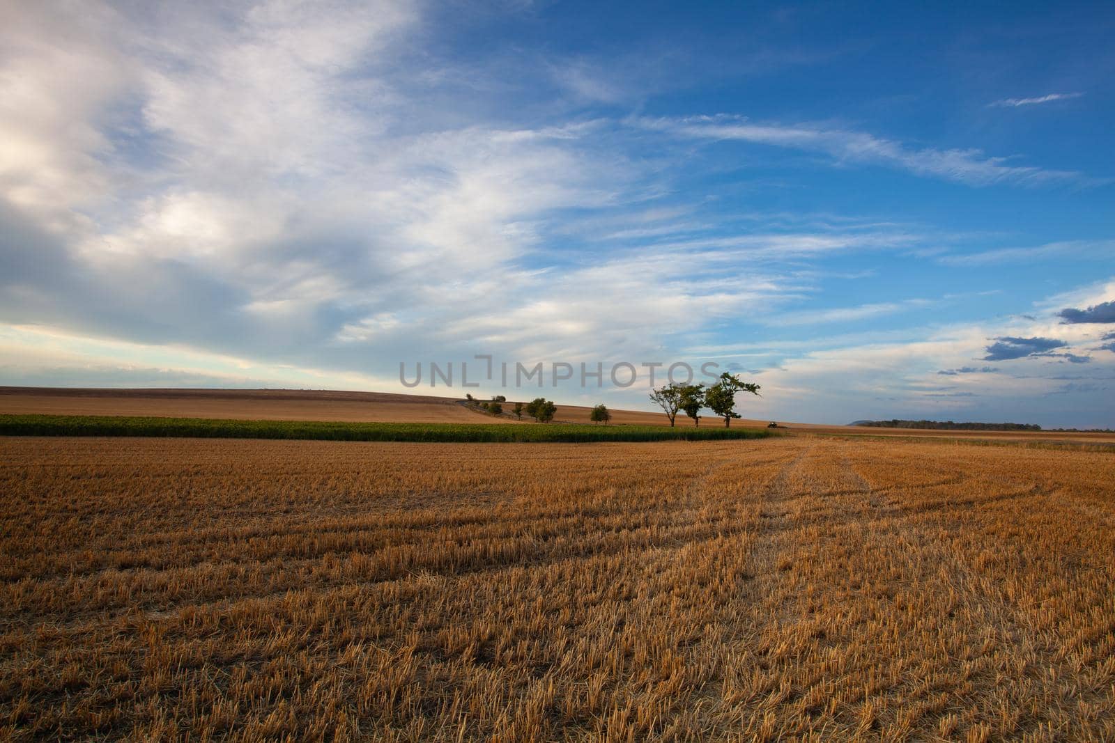 On the empty field after harvesting in summer evening. by CaptureLight