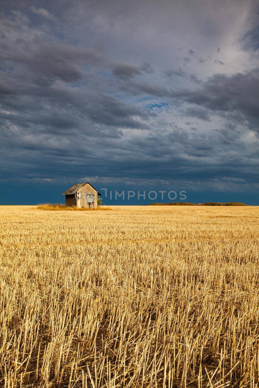 Old barn on the empty field after harvesting in sunny day. Panorama picture with mowed wheat field  under  sunny day. Czech Republic.