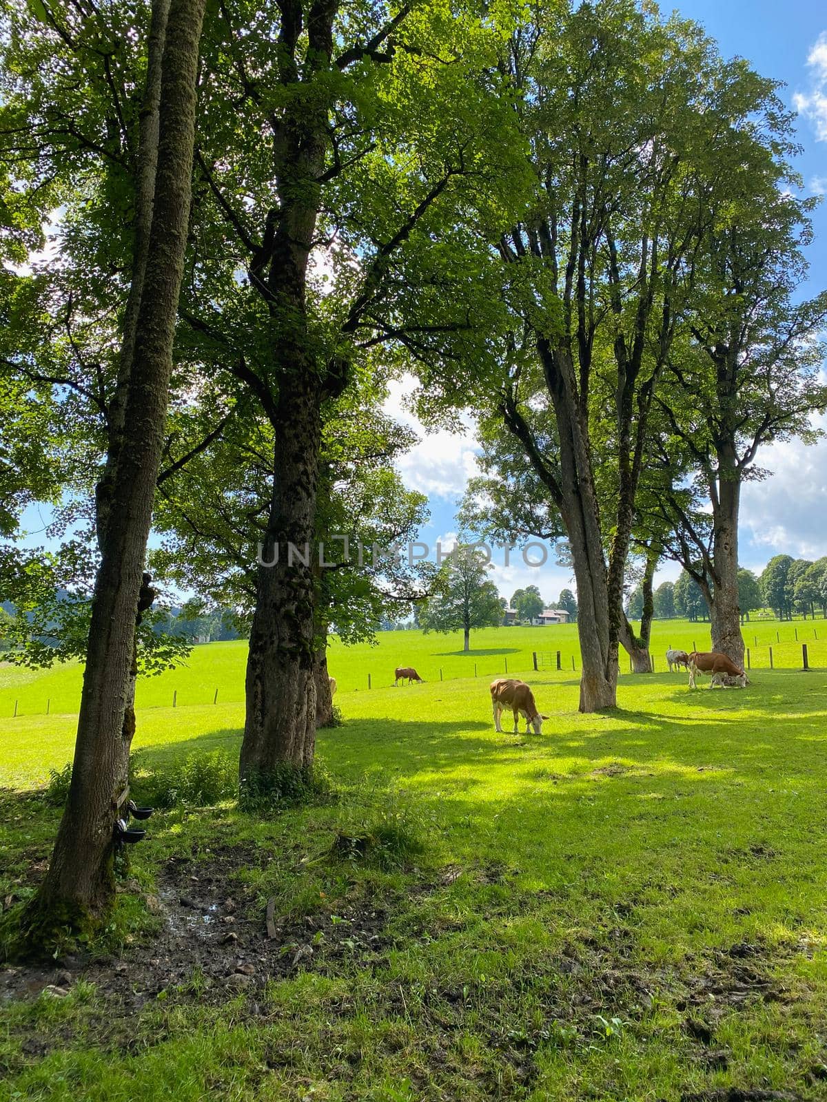 Cows on the pasture in Ramsau am Dachstein, Austria.  by CaptureLight