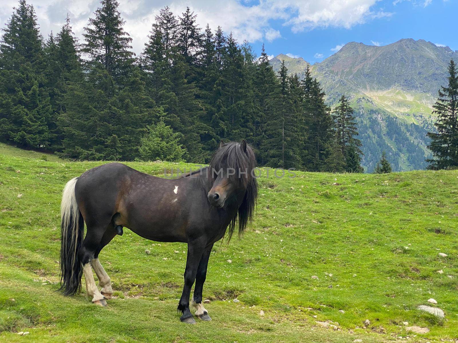 The horse on the pasture, Duisitzkarsee Lake, Austria.The Duisitzkarsee is probably one of the most beautiful mountain lakes in the Schladminger Tauern.The place without  tourists after the coronavirus pandemic.