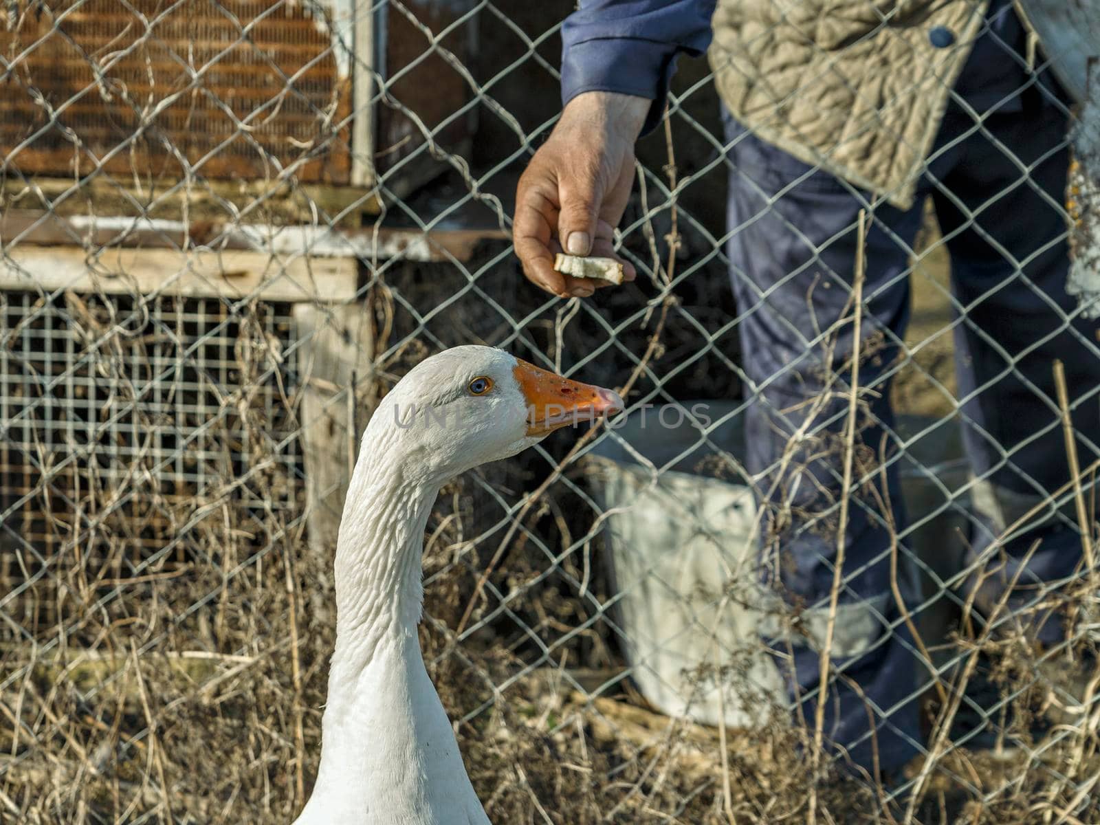 White goose eats bread from man's hands.