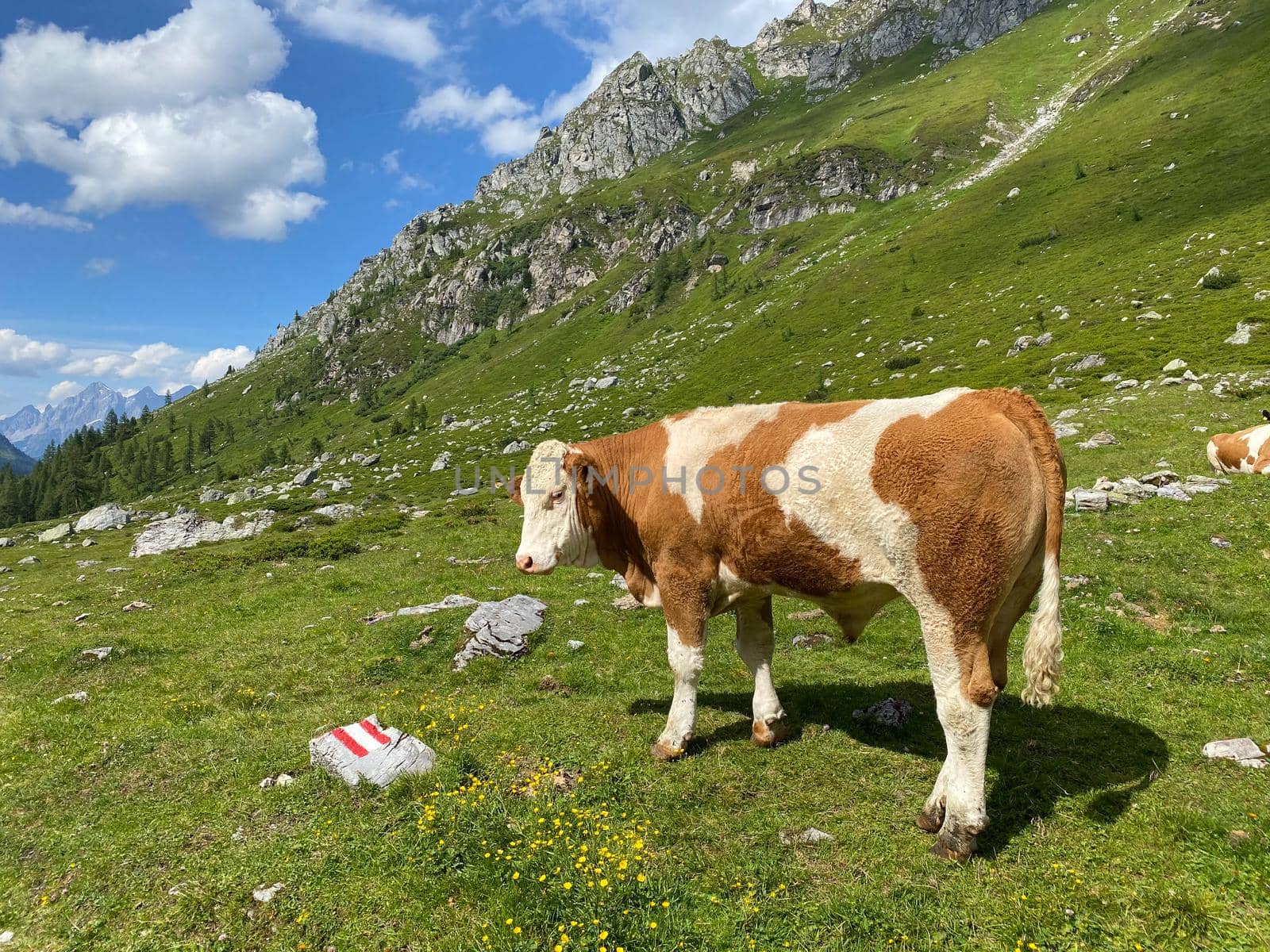 On the pasture in sunny day. Lake Giglachsee in the Styrian Tauern - Austria. The place without  tourists after the coronavirus pandemic.