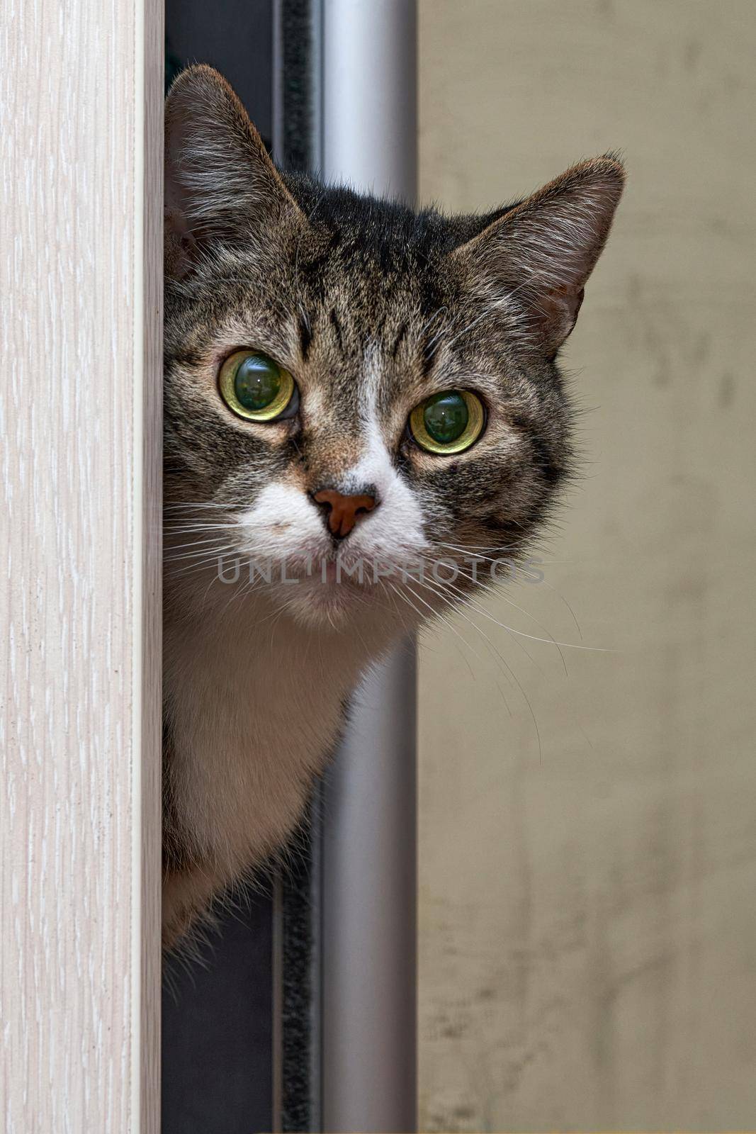 Portrait of a gray tabby cat looking out of the door by vizland