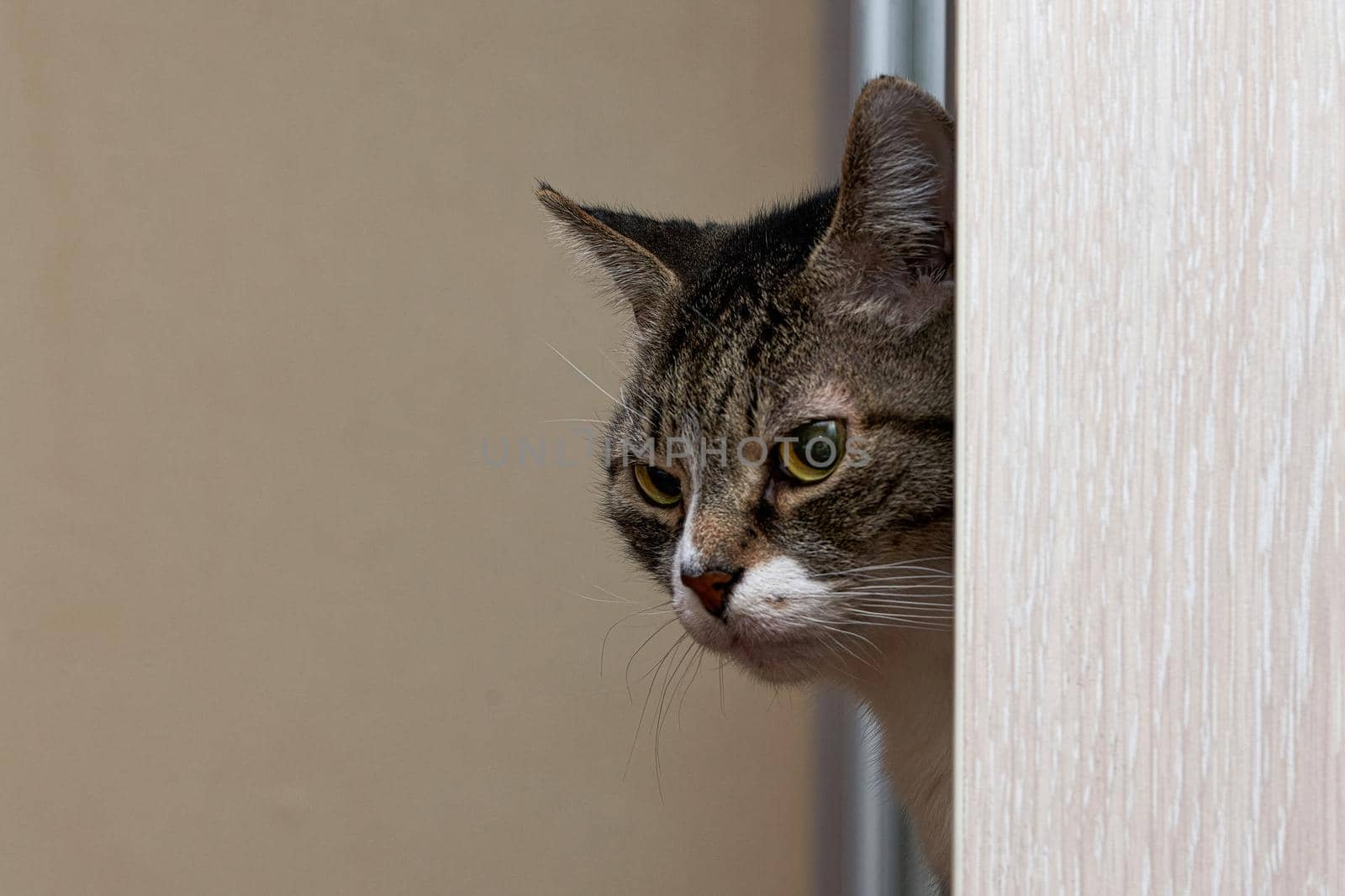 The head of a gray tabby cat stuck out of the door. Place for text