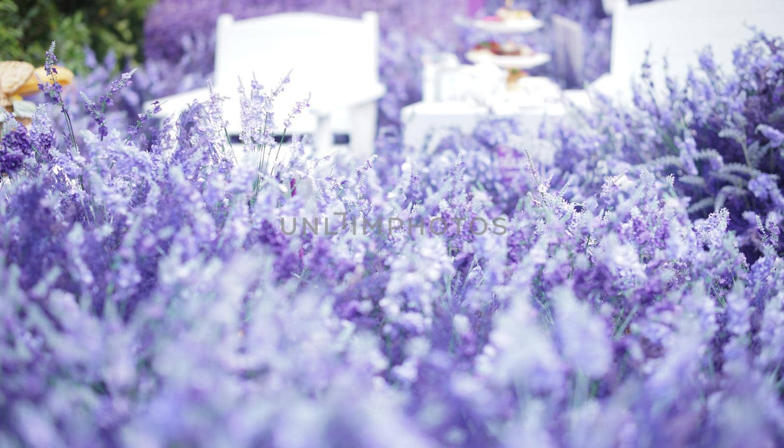 blooming lavender flower field garden. purple violet flora