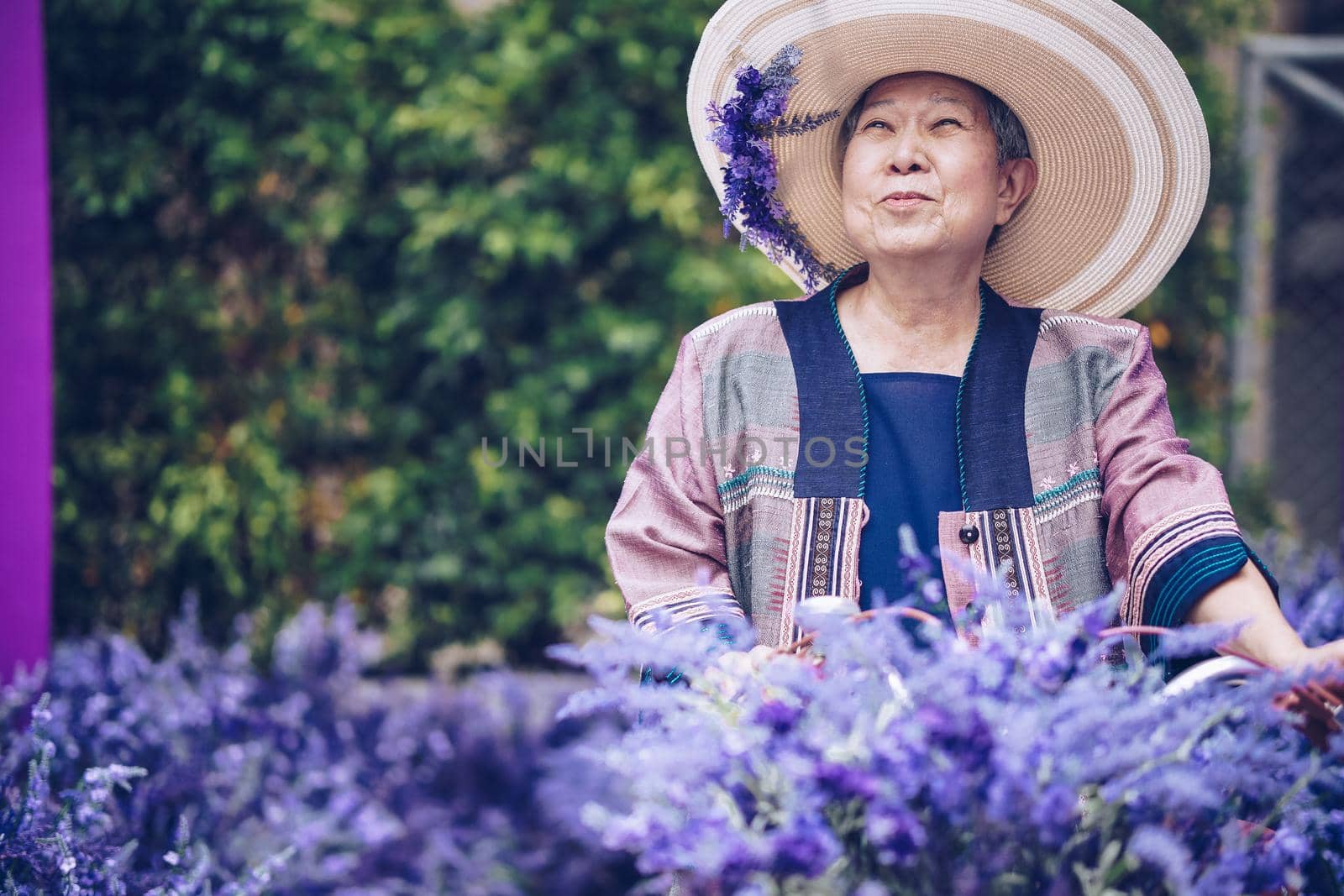 asian old elderly female elder woman resting relaxing in lavender flower garden. senior leisure lifestyle